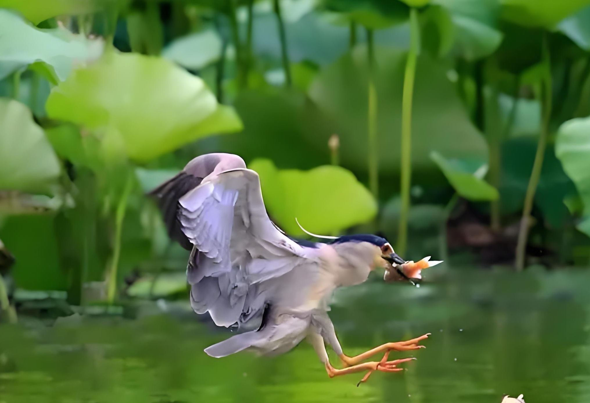 眺望花清高打一动物断云依空花伴收打一动物舞底杨柳飞扇天打一动物云