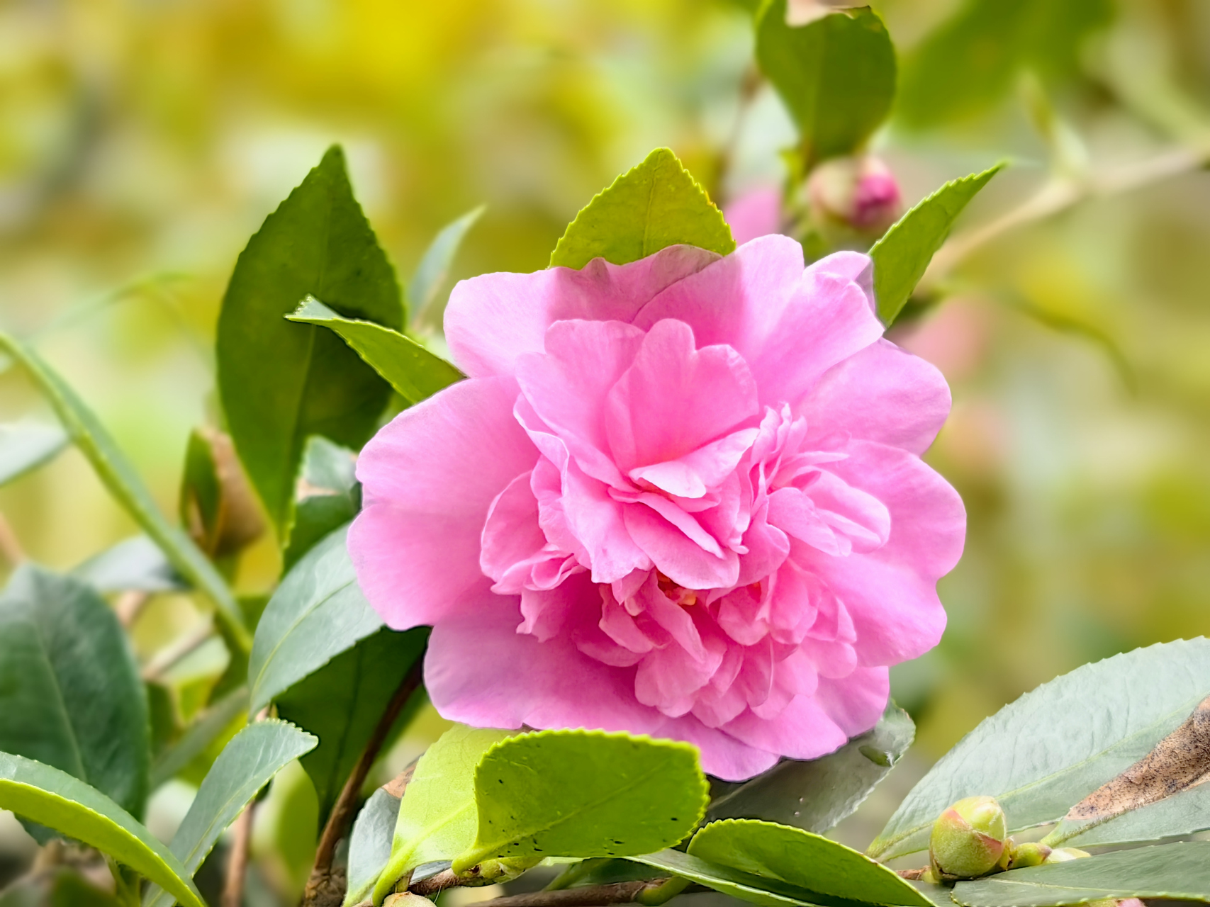 粉色的茶花,今年第一次拍它.朝向水边的茶花,总是率先而开.