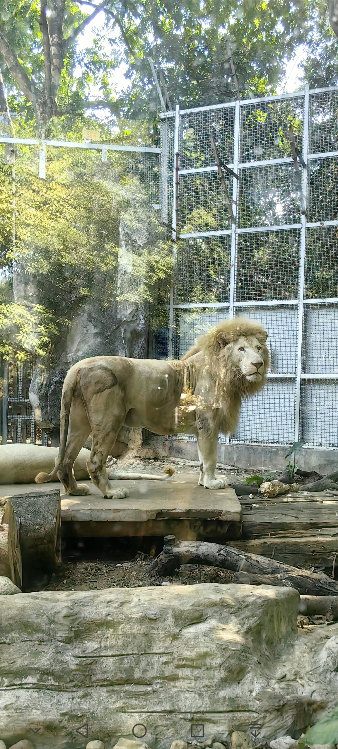 白狮.背影看着很安静,安静地看着人群的时候,似乎还很忧郁