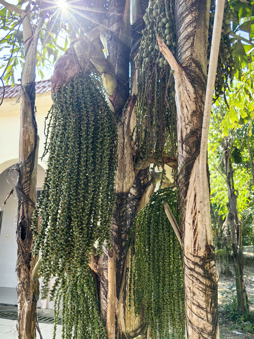 鱼尾葵,叶子像鱼尾巴,每一片叶子都不一样,基本在一棵树上难以找到两