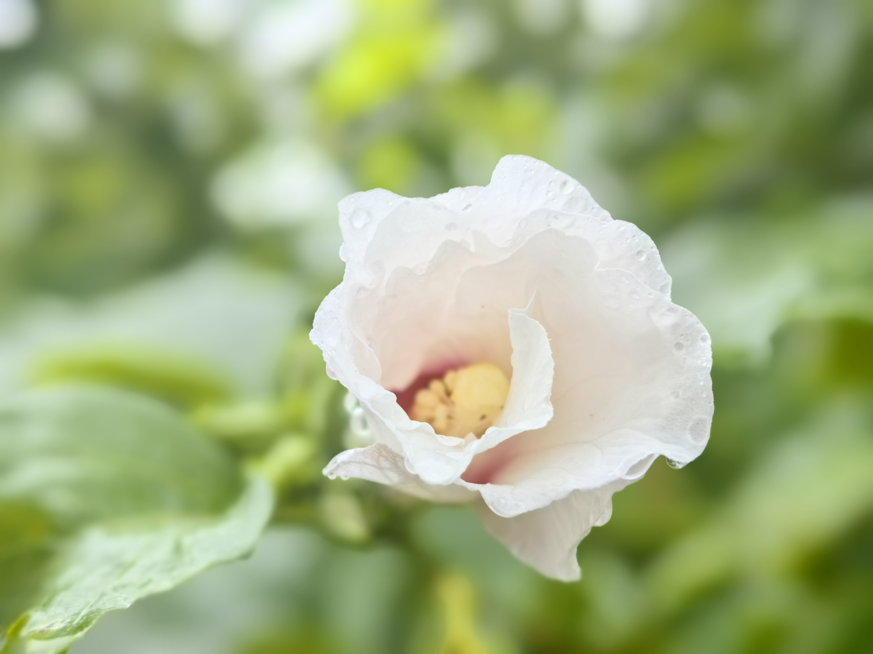 在雨中的木槿花,比其他任何时候都漂亮,美丽动人.