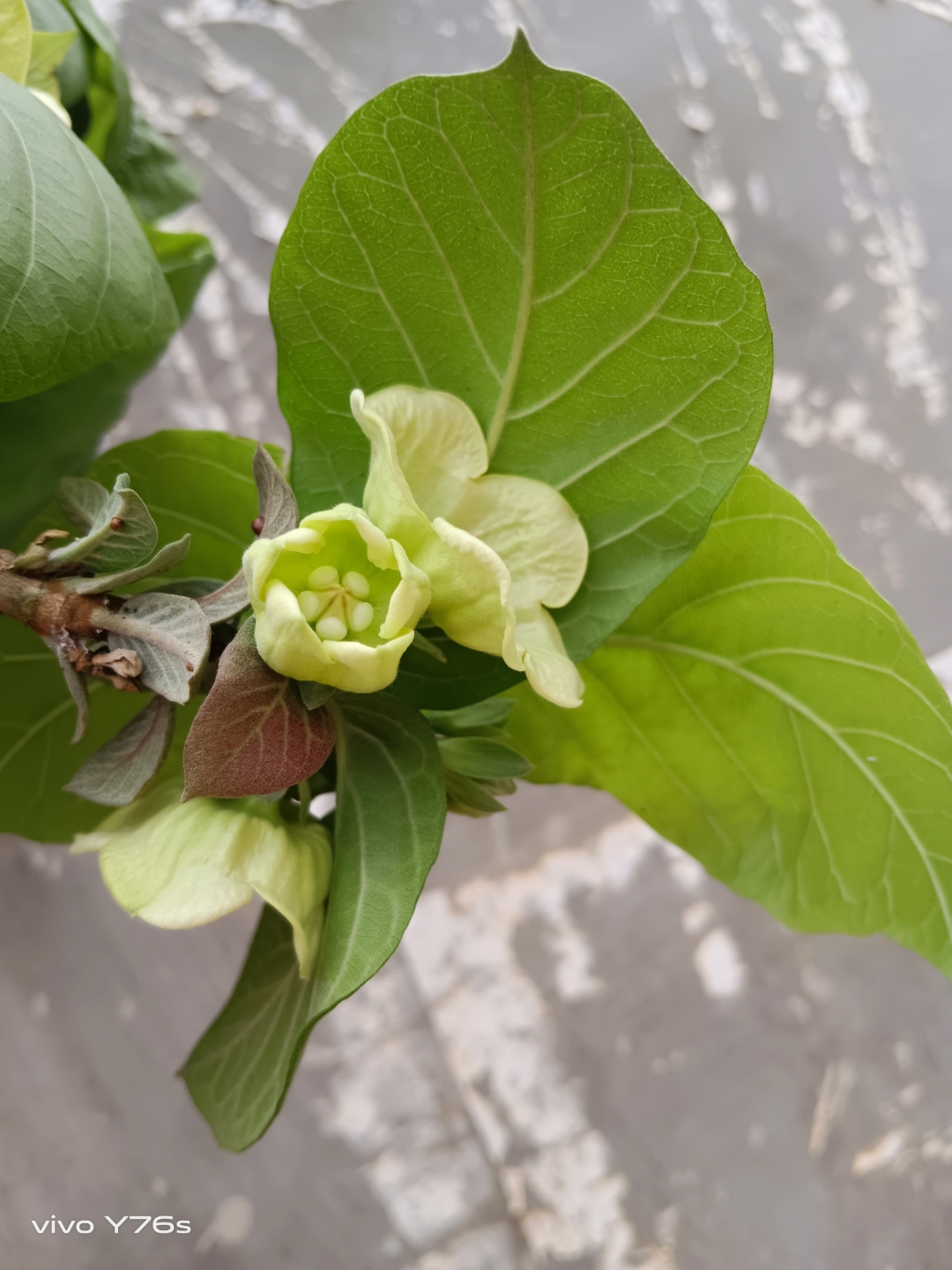 原来最孟奶彀碛械阆癯 糯米香的植物是什么糯米香植物图片带露珠的