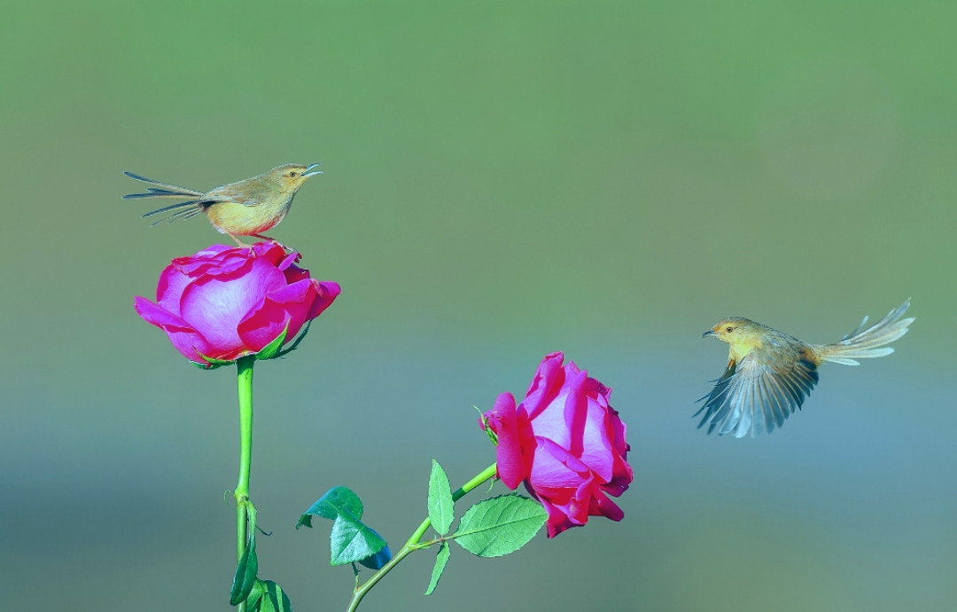 摄影# #镜头里的春天# 红花绿叶 飞舞小鸟