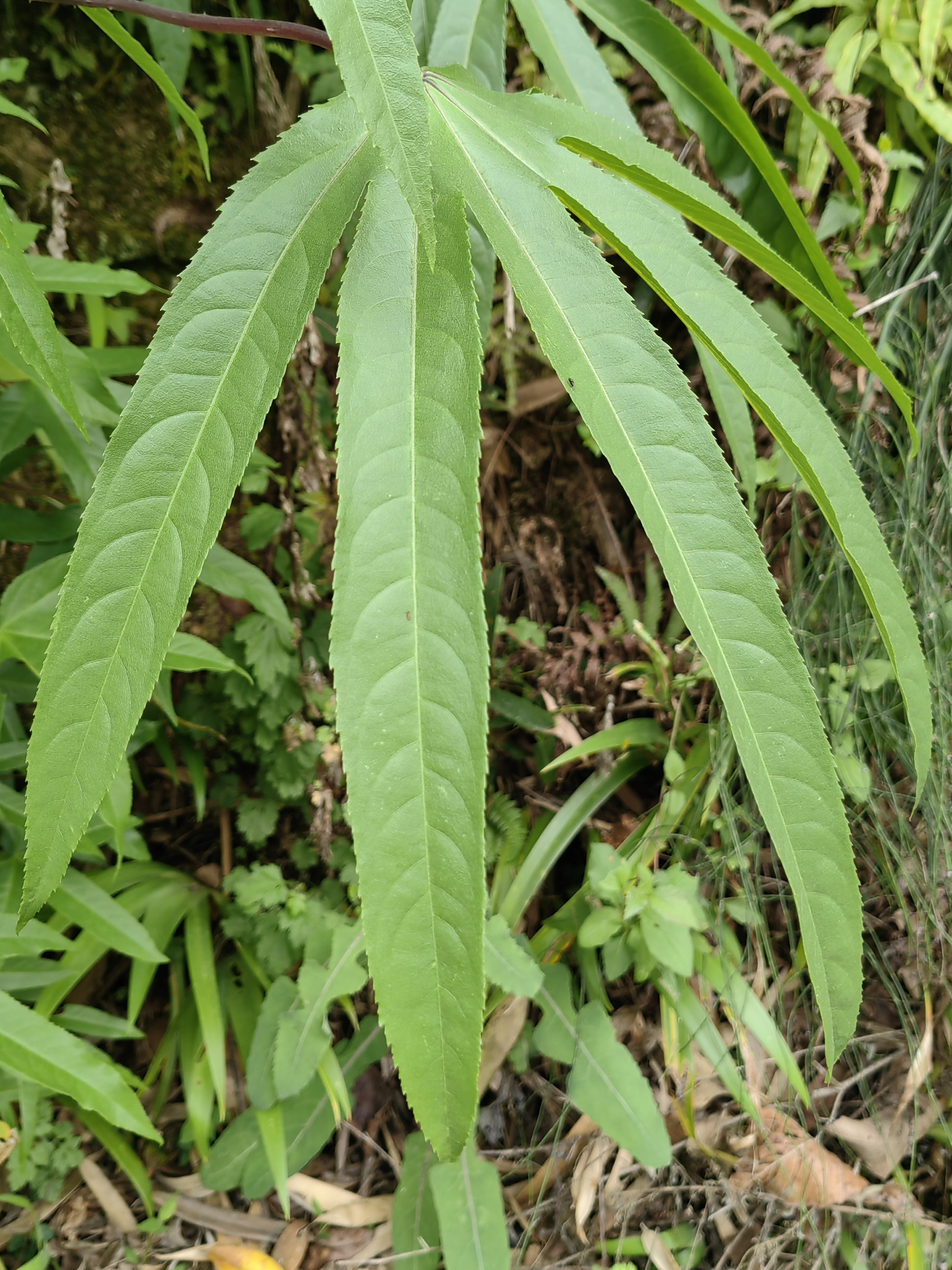 与杂草灌木并生的变种刺楸幼苗