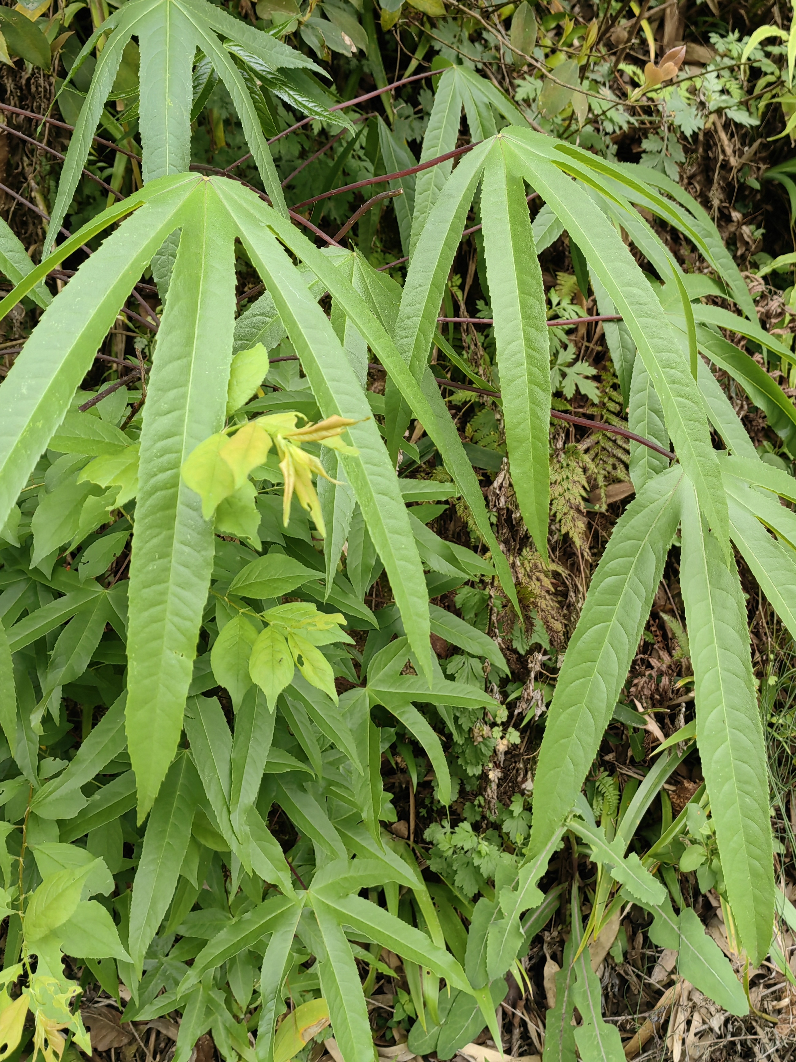 与杂草灌木并生的变种刺楸幼苗