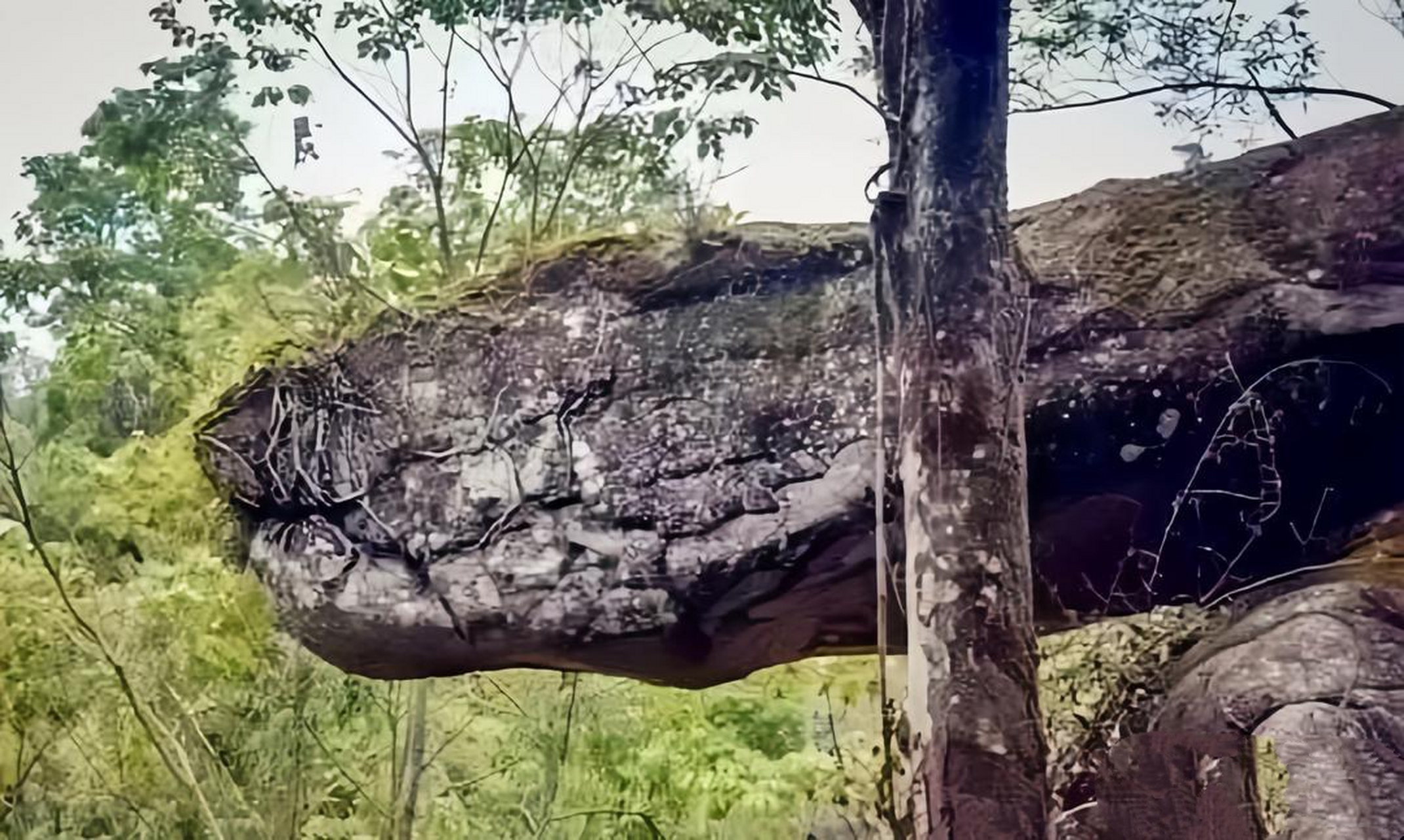 这石头远远望去,简直活脱脱就是一条雄壮的大蟒蛇,真的让人惊叹大自然