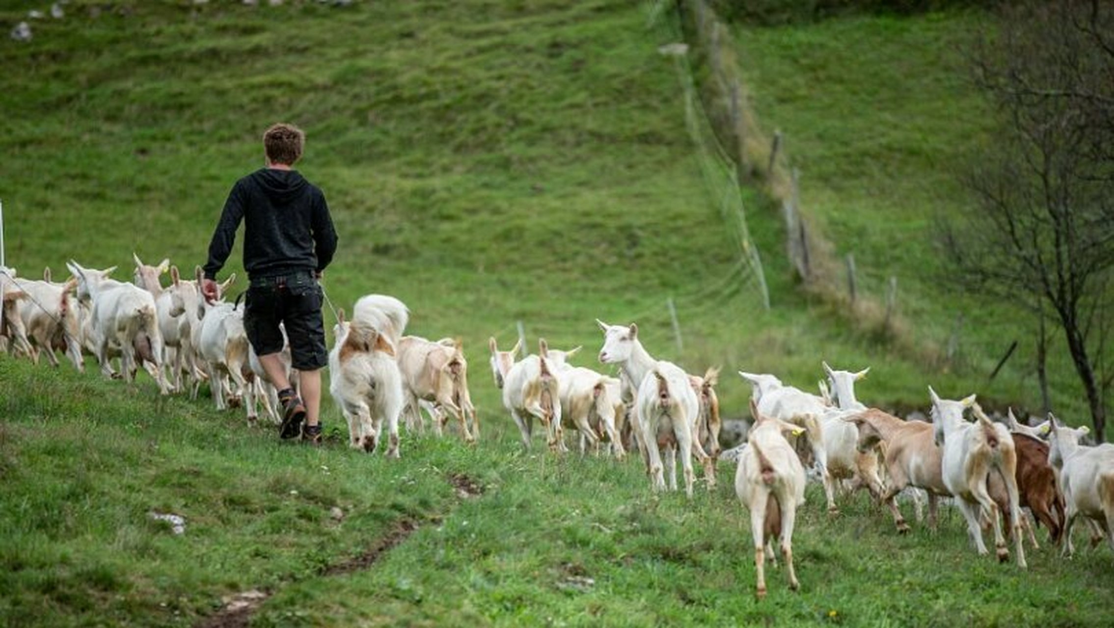 甘肃牧羊人朱可铭在山地马拉松比赛中勇救6人,拒绝签