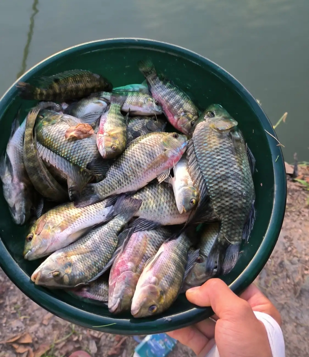 没有一天是不一样的鱼,看的我都要郁闷死了,我是捅到了罗非鱼的窝了嘛