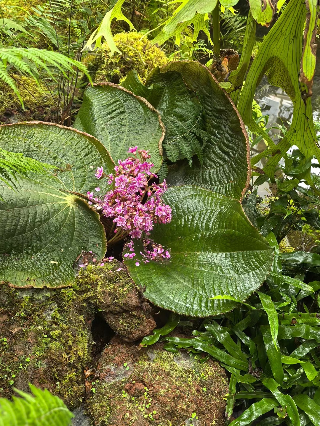 有趣[嘻嘻]回程去一家植物园欣赏各种各样的火龙果树