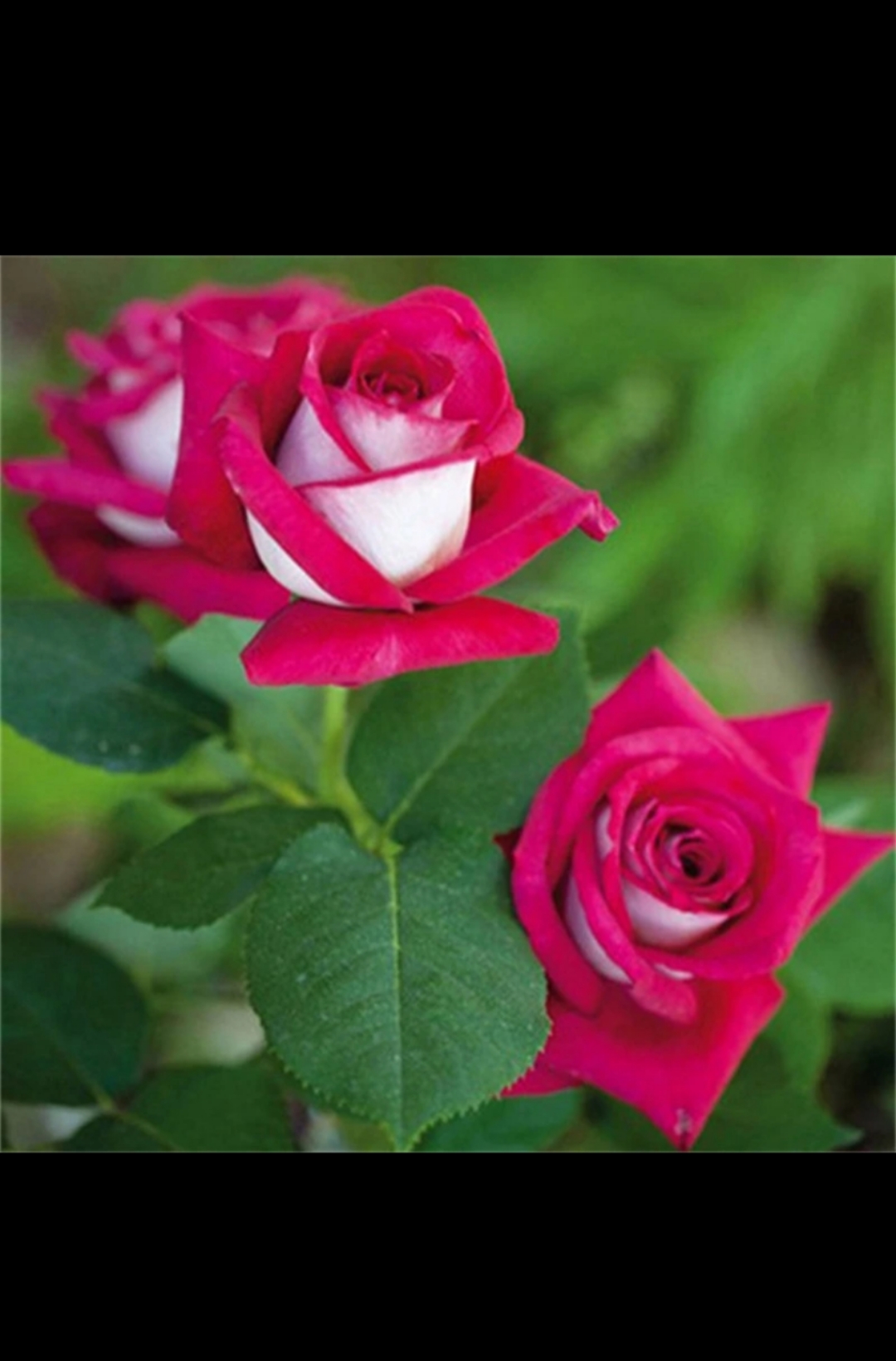 我借人间二两墨 染山 染水 染花落 愿还红尘三钱