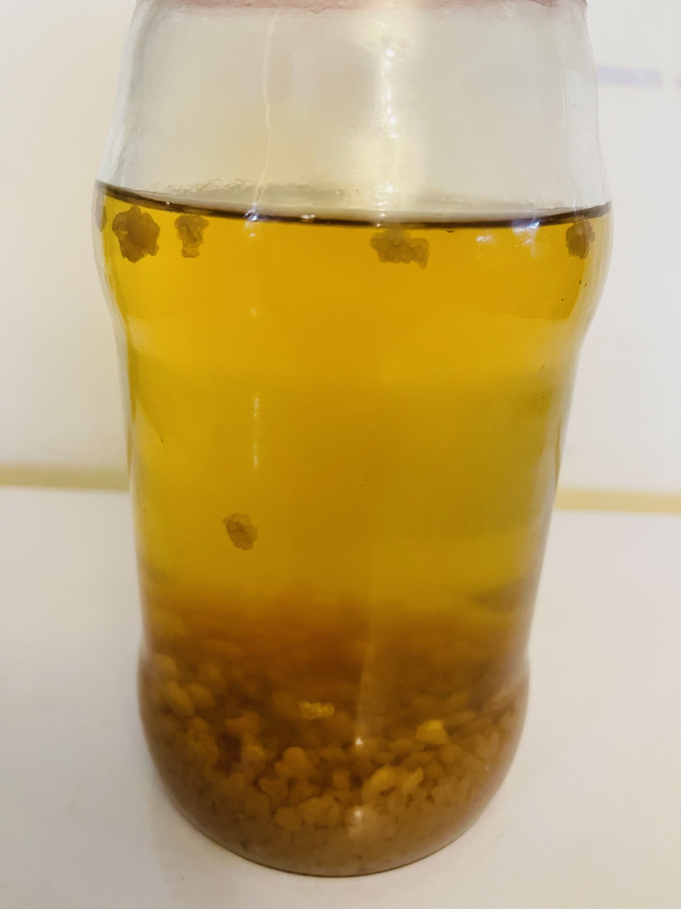 养太阳菌啦