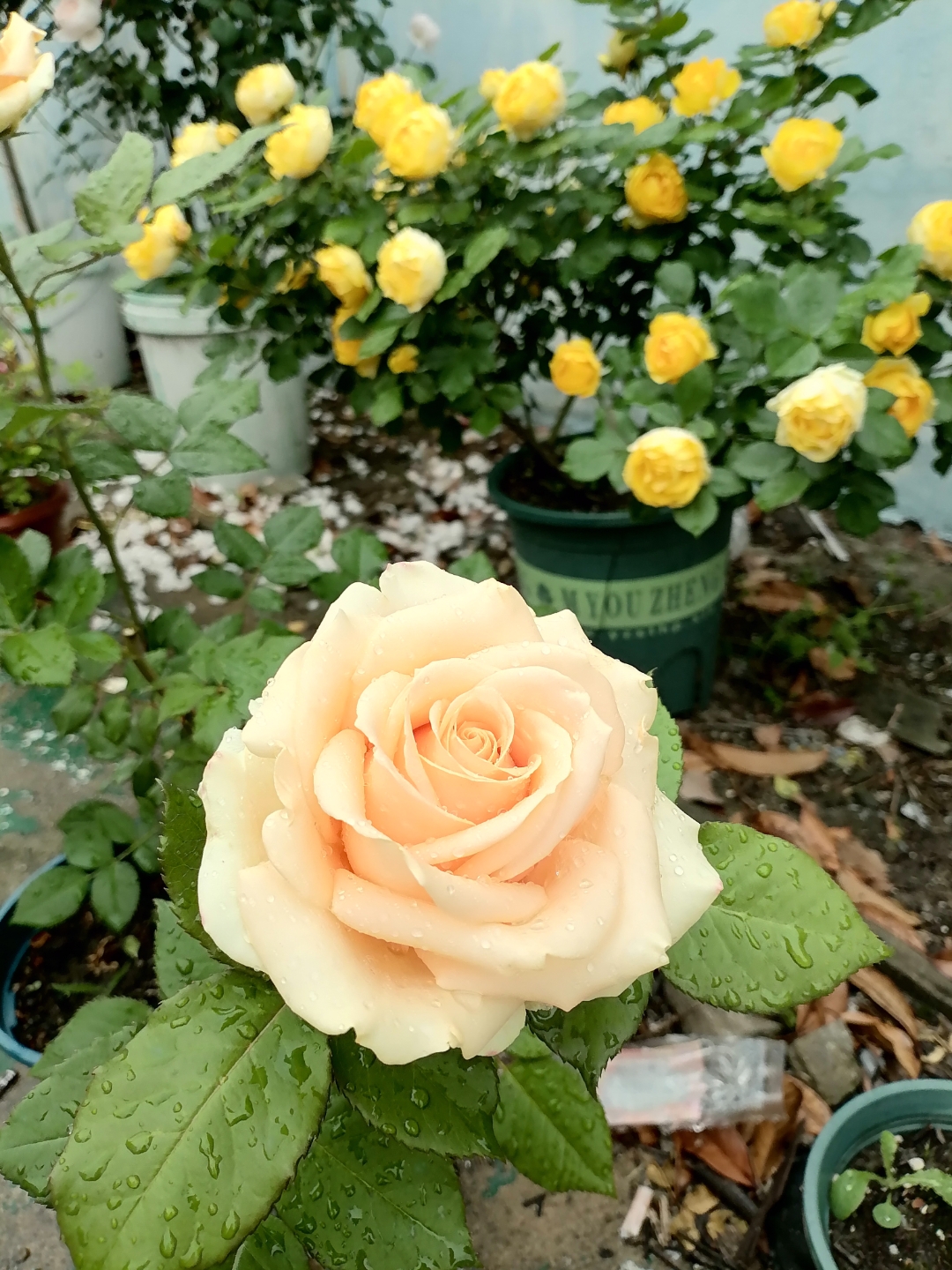 今年的蜜桃雪山,经典切花品种,又叫香槟玫瑰!