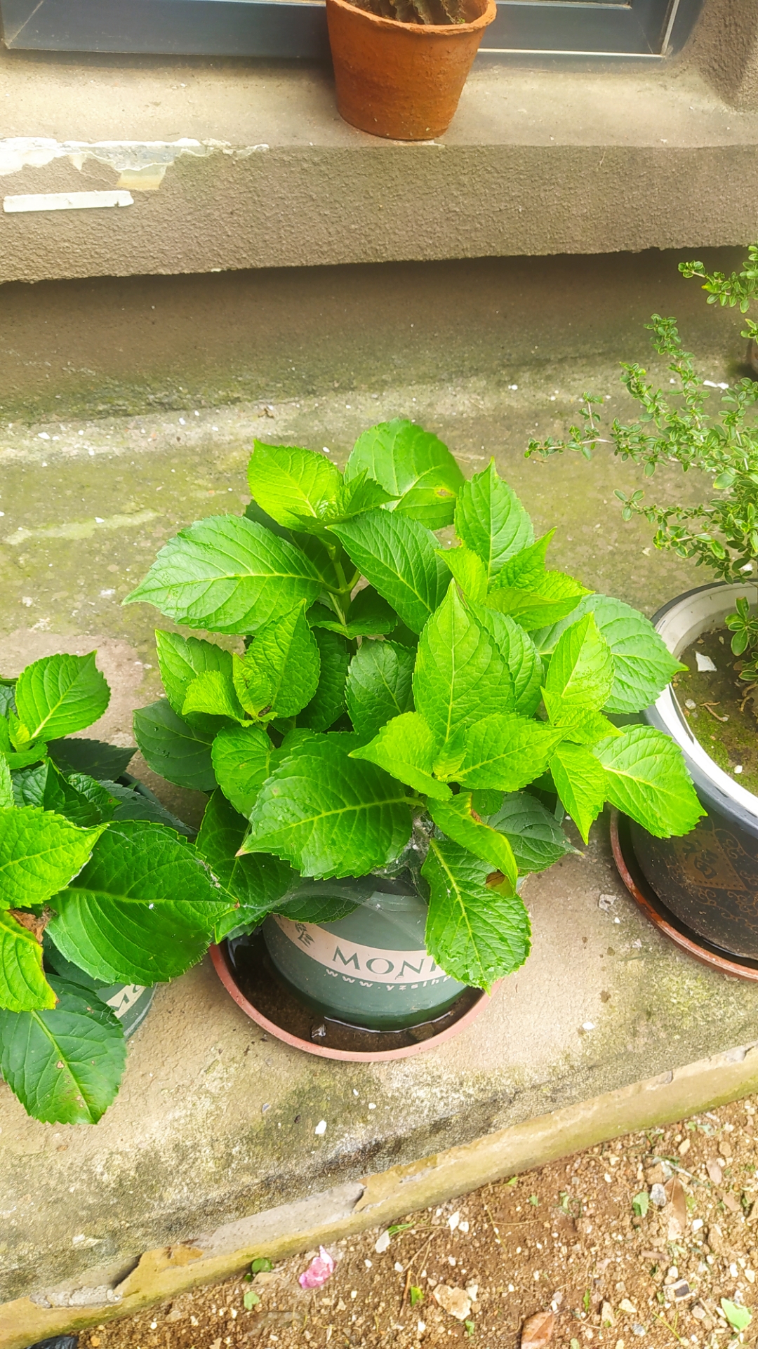 这种花草耐旱还是耐涝