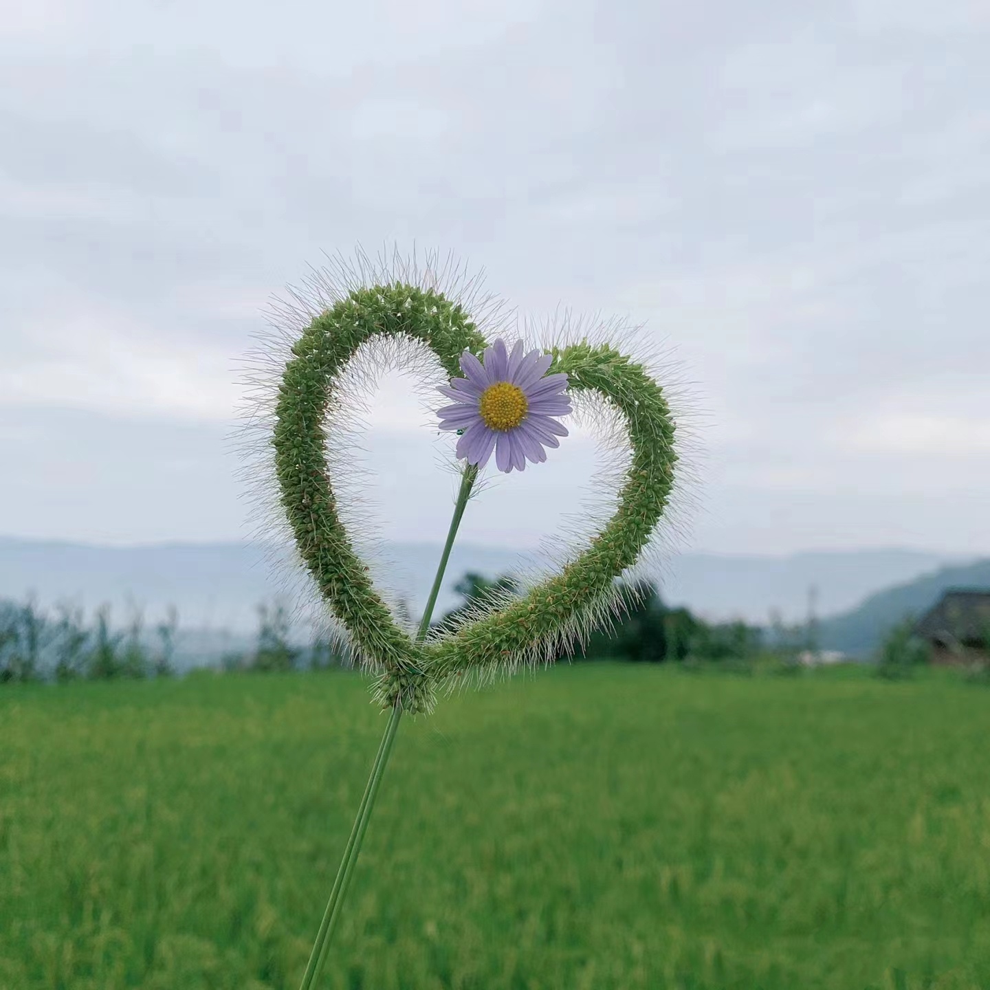 心形狗尾巴草图片图片