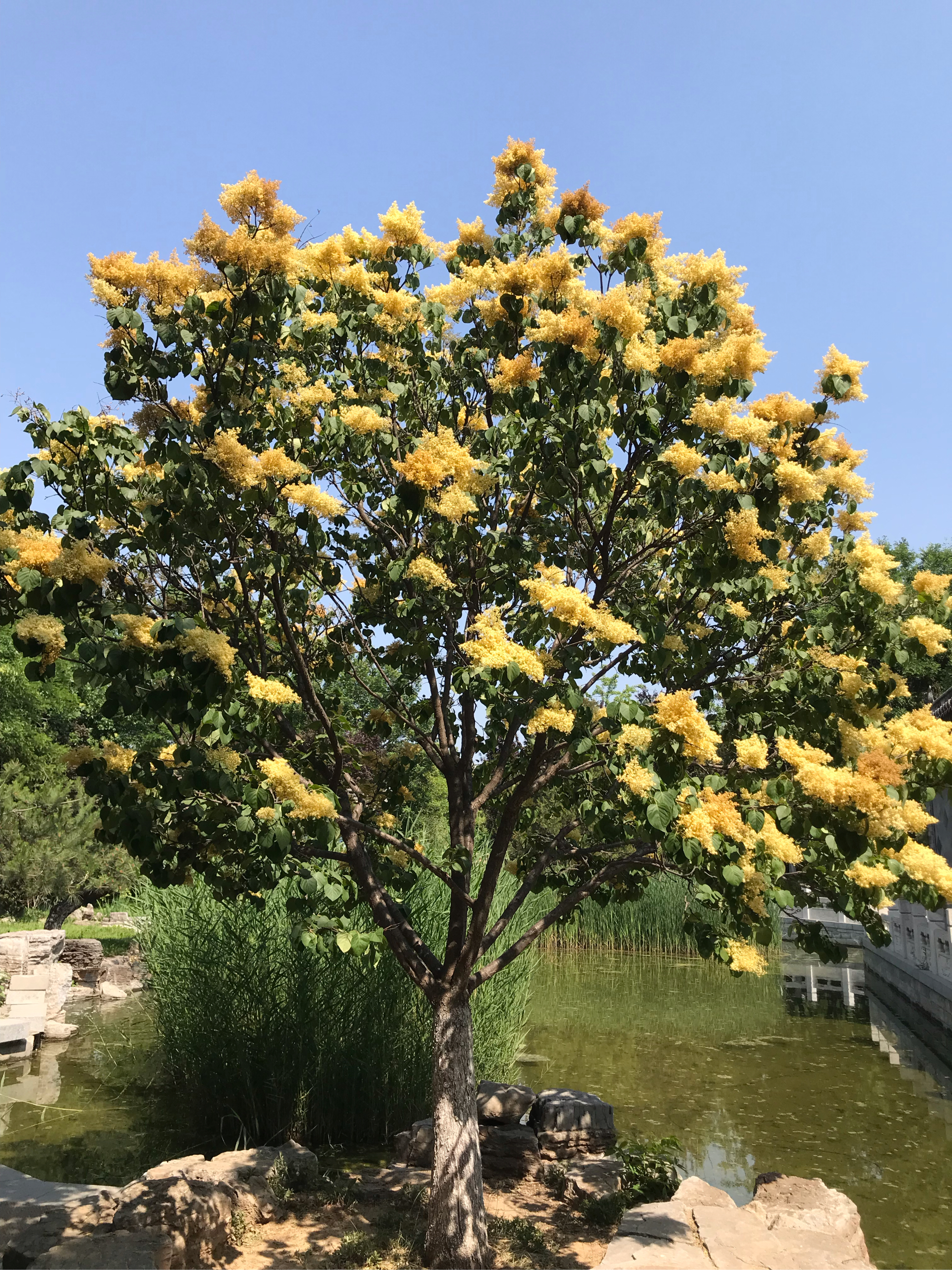 被一股浓浓的香味所吸引,顺着香味找到了几颗北京丁香树,花好看,味好