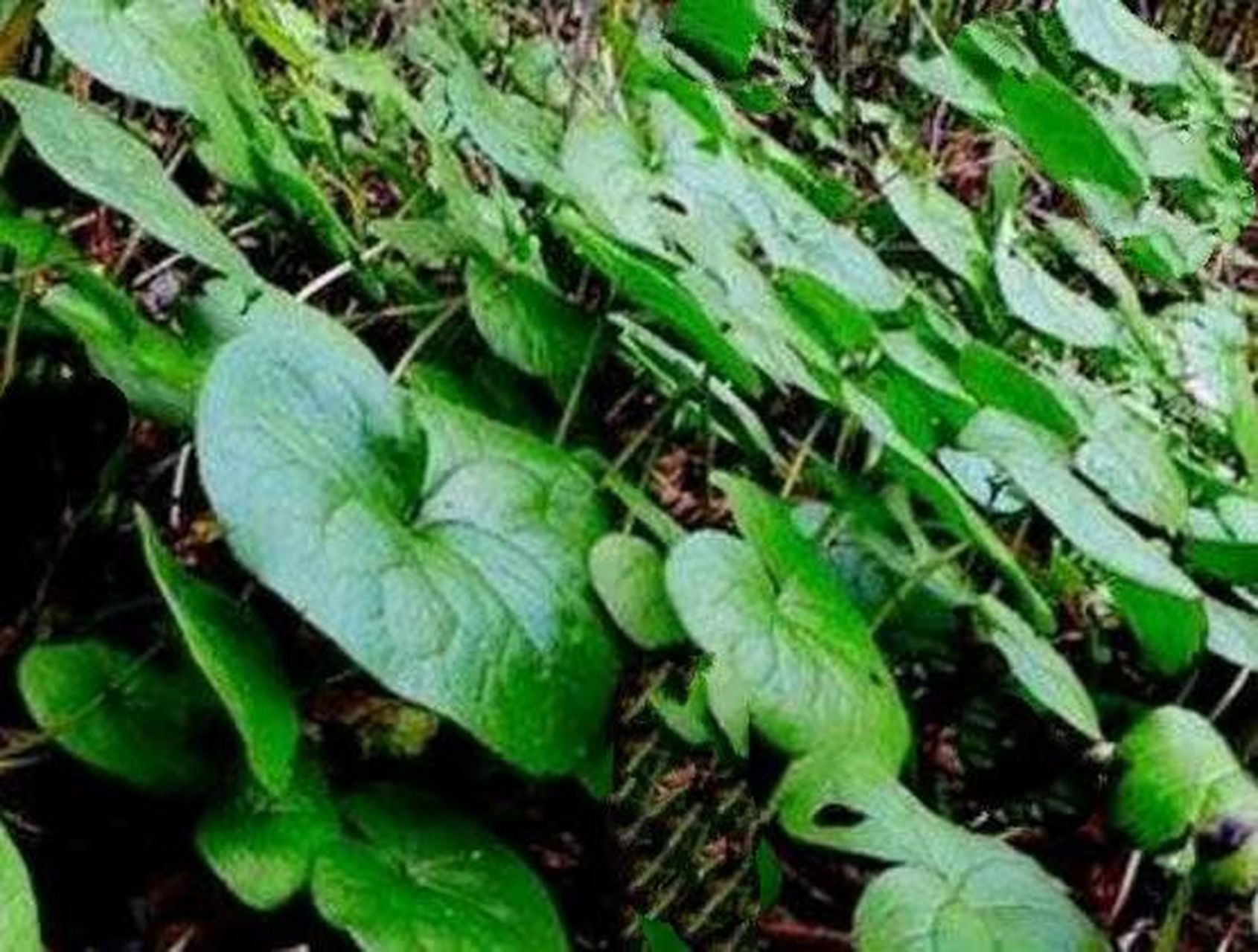 农村大鸟金草,长毛细辛 多年生草本,【别名】大乌金草,毛乌金,乌花草