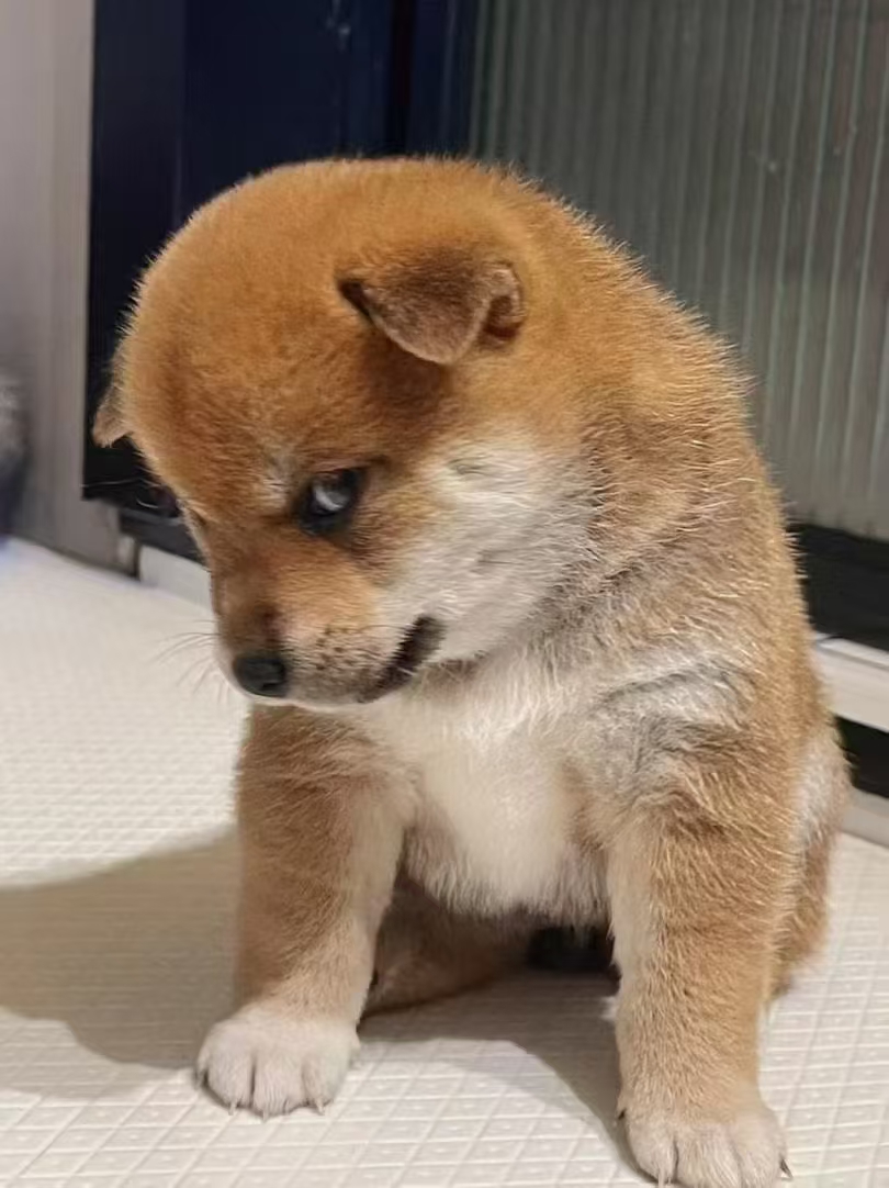 狗没有搭理驴