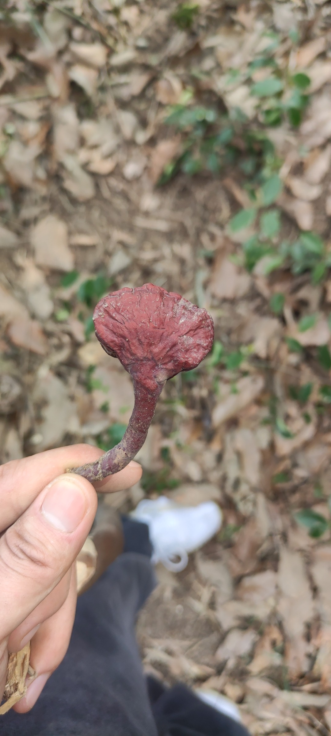 竹林里挖到的,这红的和黑的是啥呀,能吃嘛,百度识图说是灵芝,但是感觉