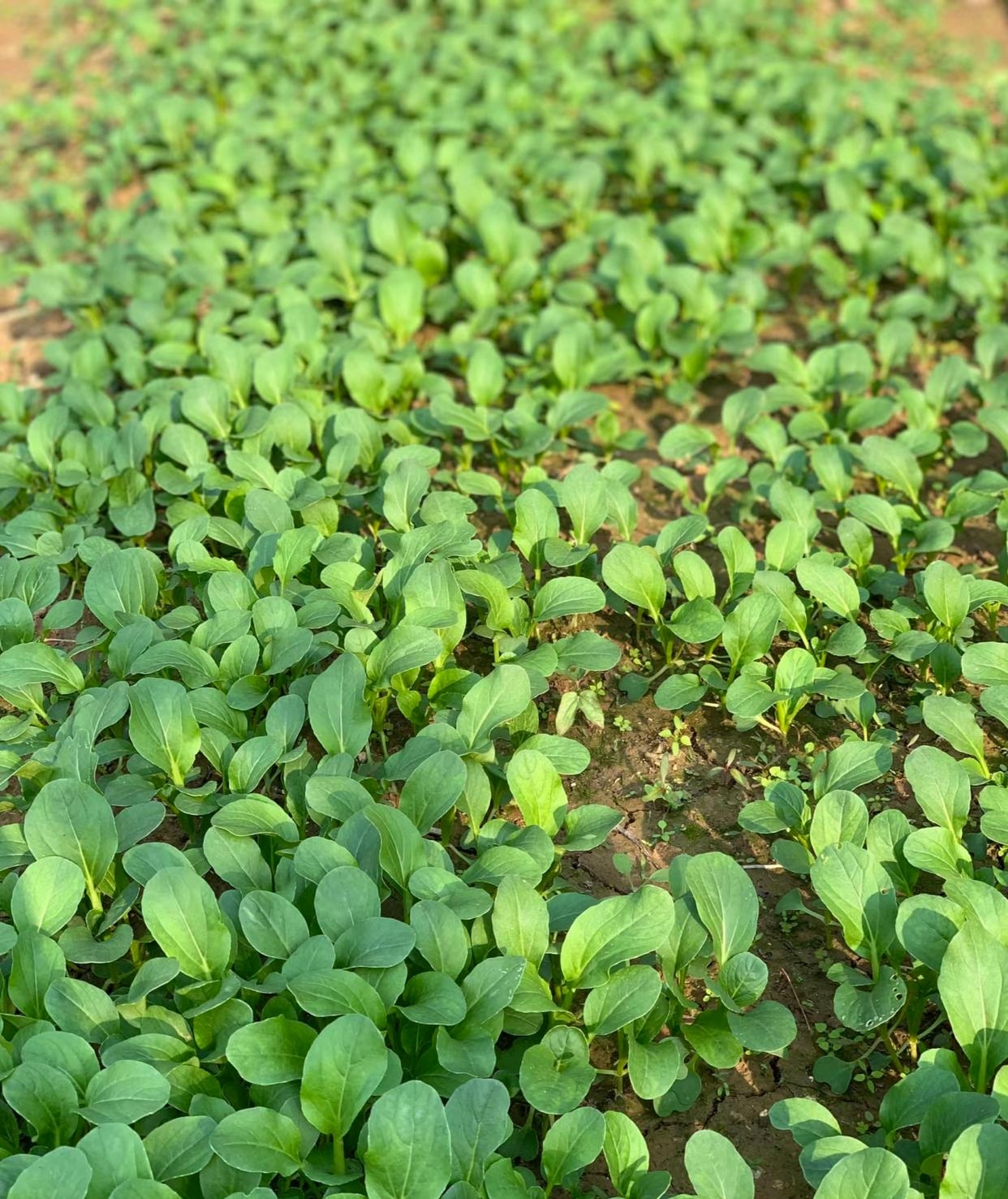秋日里的小菜园别有一番景致,绿油油的青菜生机勃勃,秋风吹过,菜叶
