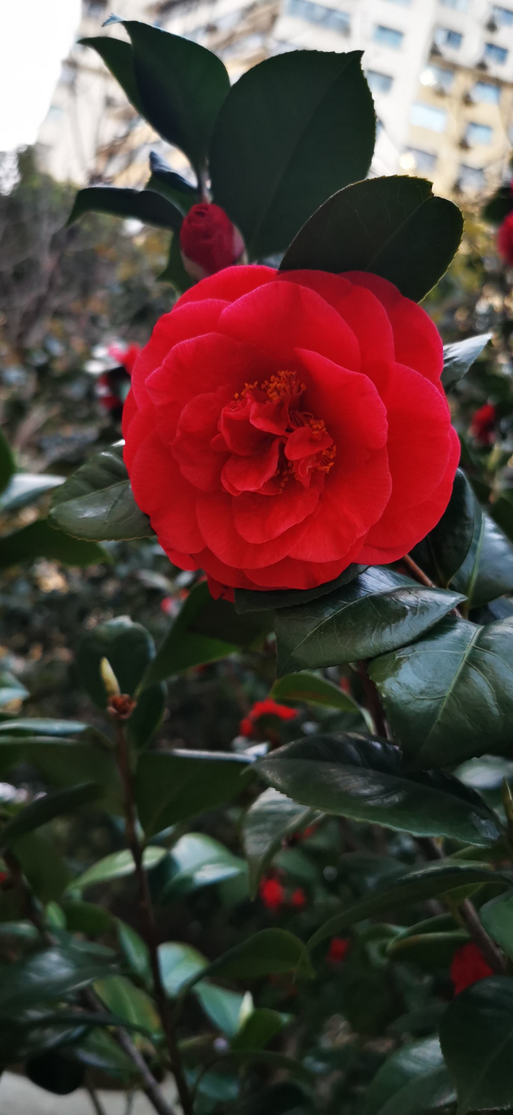 🌸💚  🍃山茶花周围,绿叶簇拥,它们与花朵共同