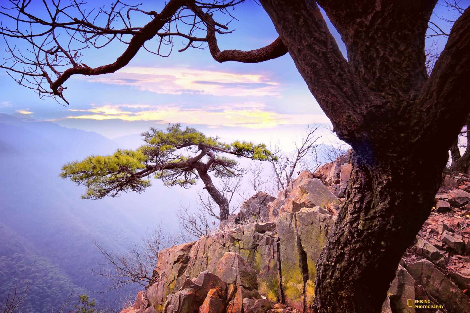 大冶龙角山上有奇松,位于山脊之上,远处观望是龙角山一道独特风景.