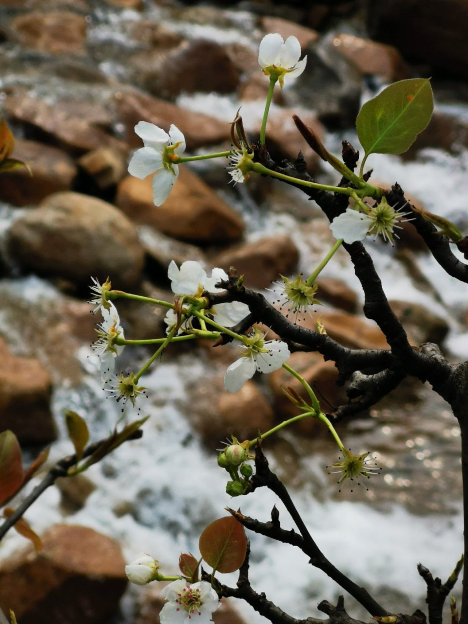 游东方山梨花峪图片