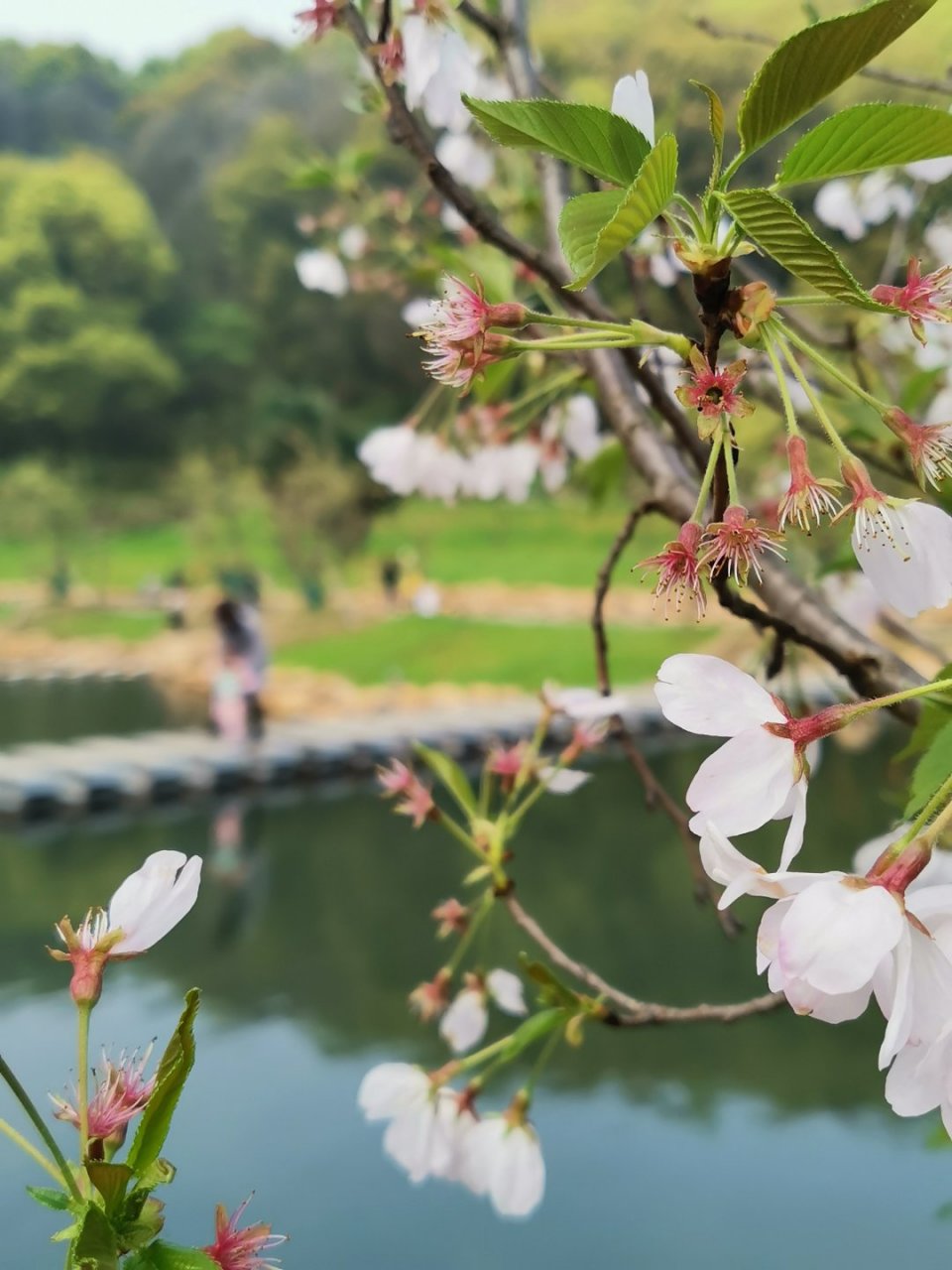 游东方山梨花峪图片