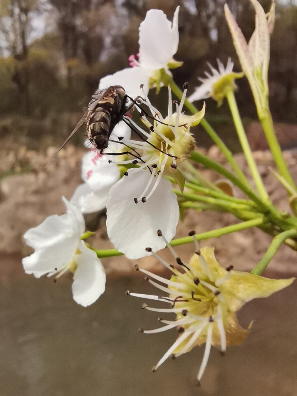 梨花峪位于东方山山脚一片开阔的峡谷地带,这里山青水秀,梨花盛开