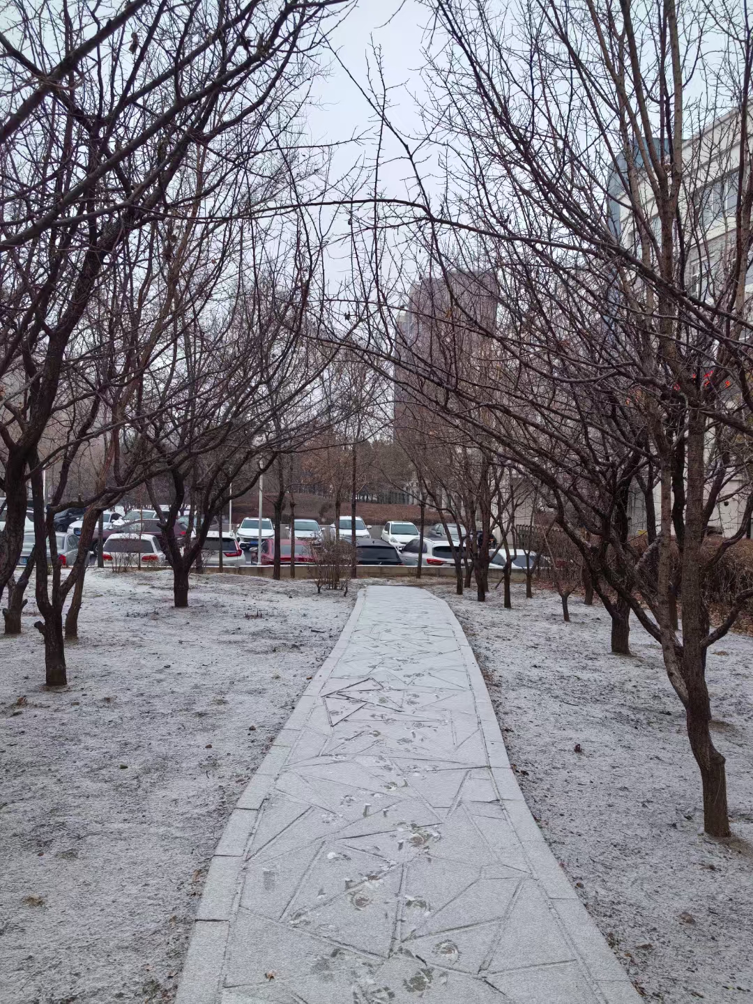 入冬的第一场小雪,是否来得太晚了一些!