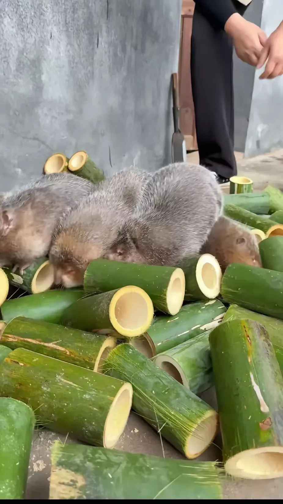 她算盘打得挺精,村里漫山竹子不缺口粮,自家大院子还能当养殖场,省