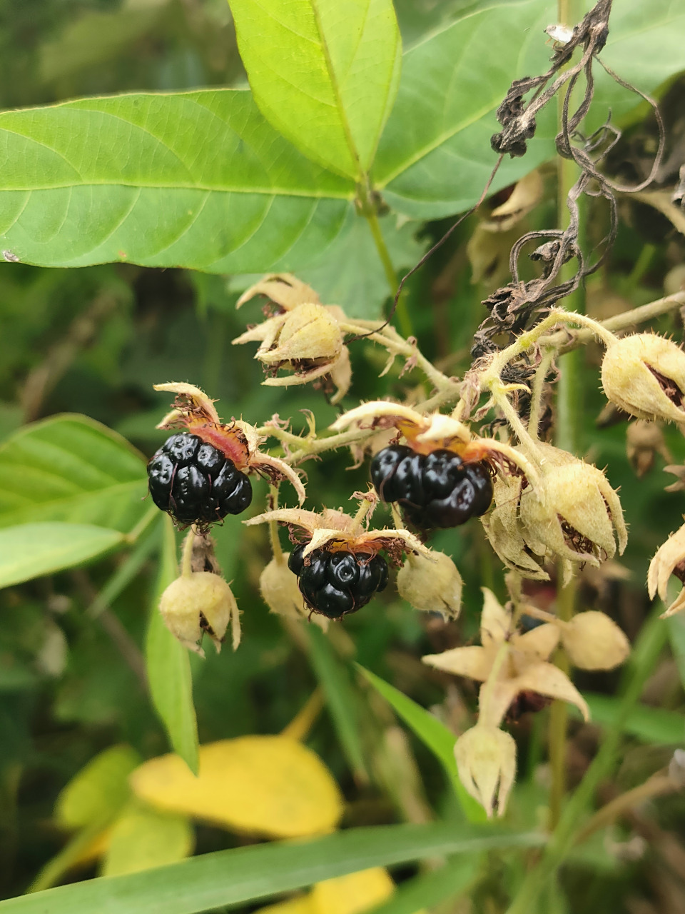 又见八月泡,儿时的美味,酸酸甜甜的.