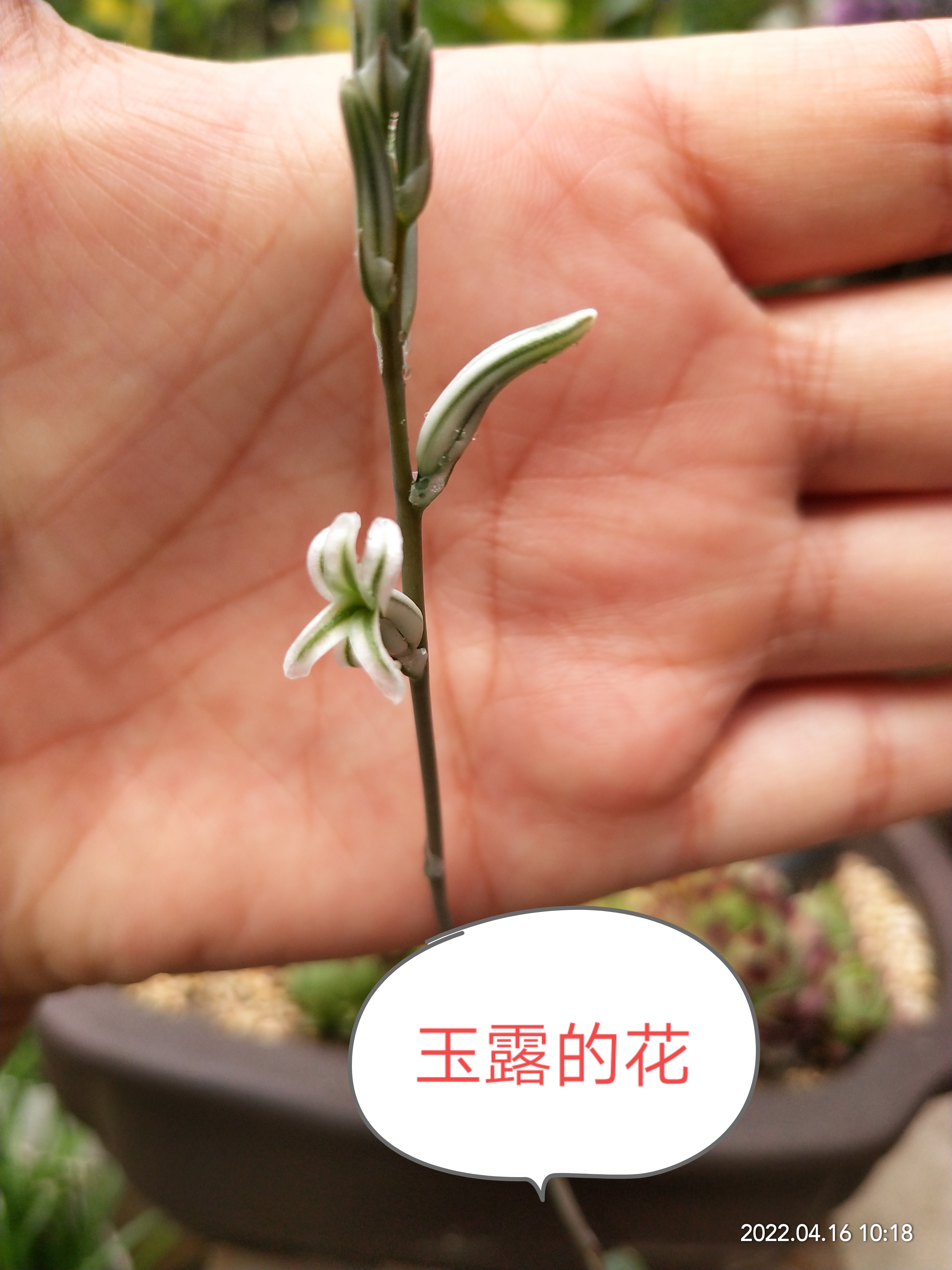玉露开花啦