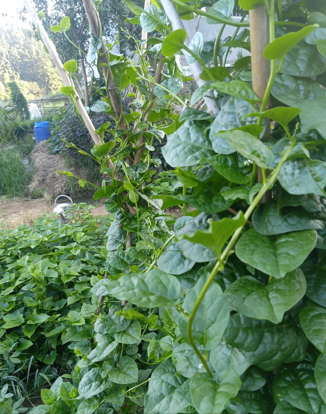 据说这是连虫子都不吃的菜,木耳菜.从种下到采摘,从不需要喷撒农药.