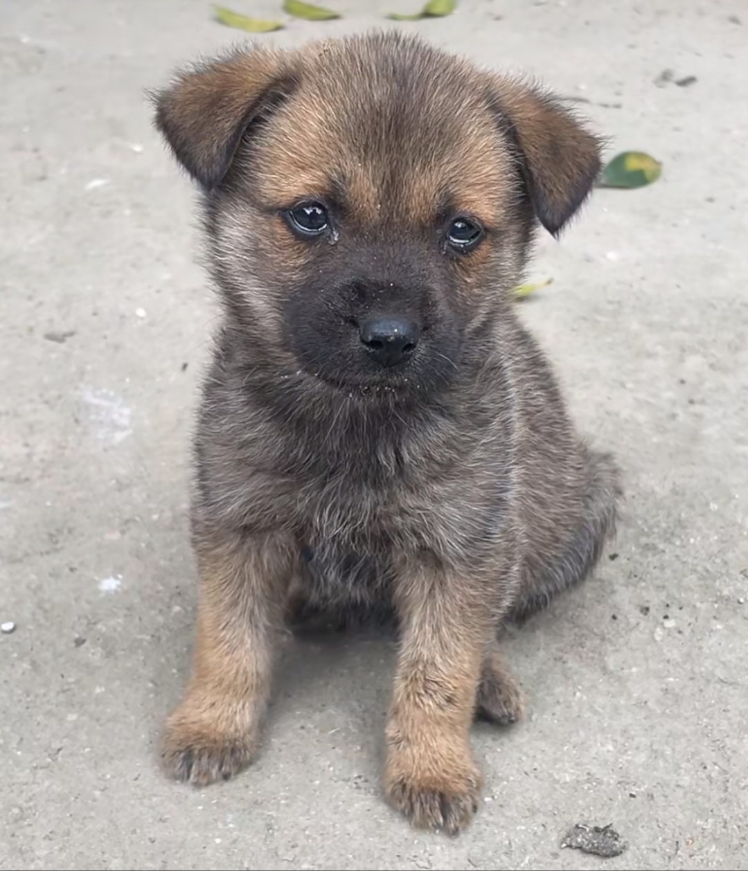 我路上看见的小流浪狗,乖乖小狗太有灵性了,眼泪巴巴看着我,太可怜了