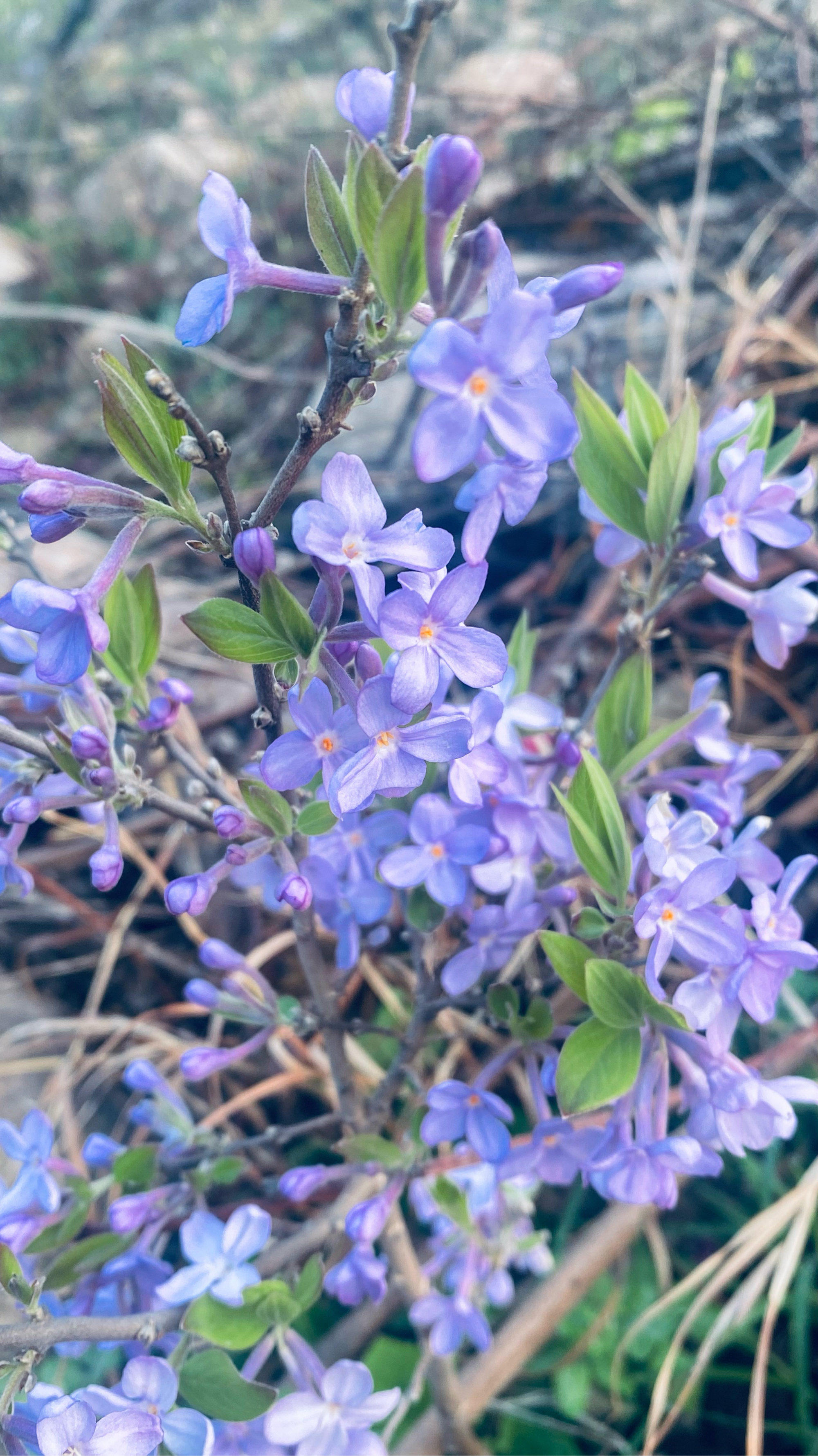 芫花图片