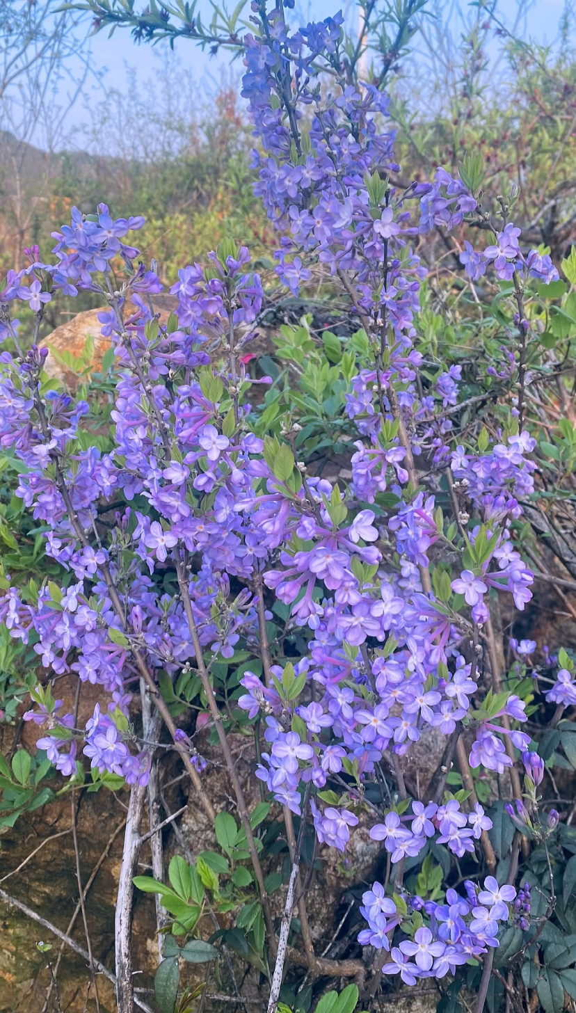 芫花图片