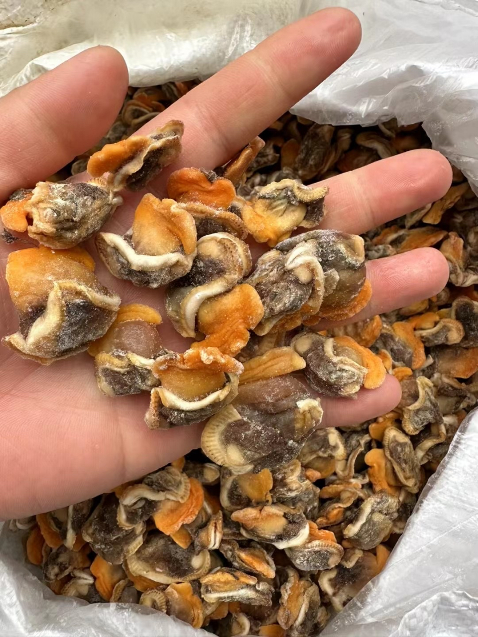 毛蛤肉@赤贝肉  无冰衣品质杠杠的好