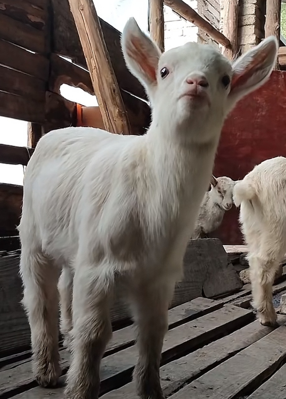 属羊人:不管你是几几年出生的羊,43年的羊,55年的羊,67年的羊,79年的
