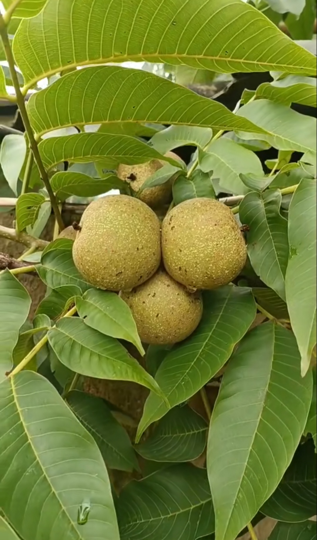 今天爬山路过偶遇,山上的核桃树,硕果累累,枝头低垂,仿佛诉说着秋天的