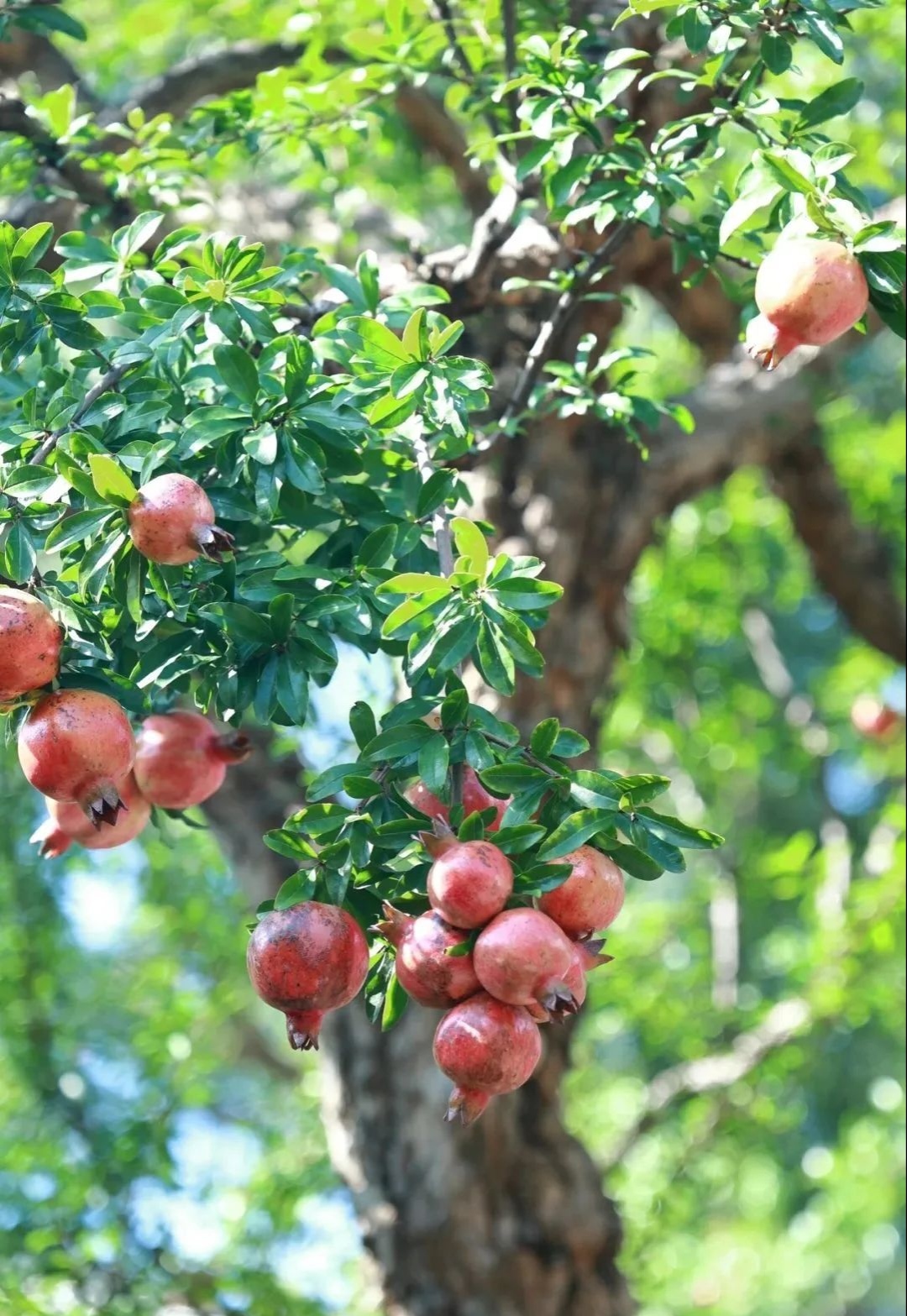 阳光下的石榴树,枝头挂满石榴,沉甸甸的颗颗晶莹,像红宝石一样,看到这