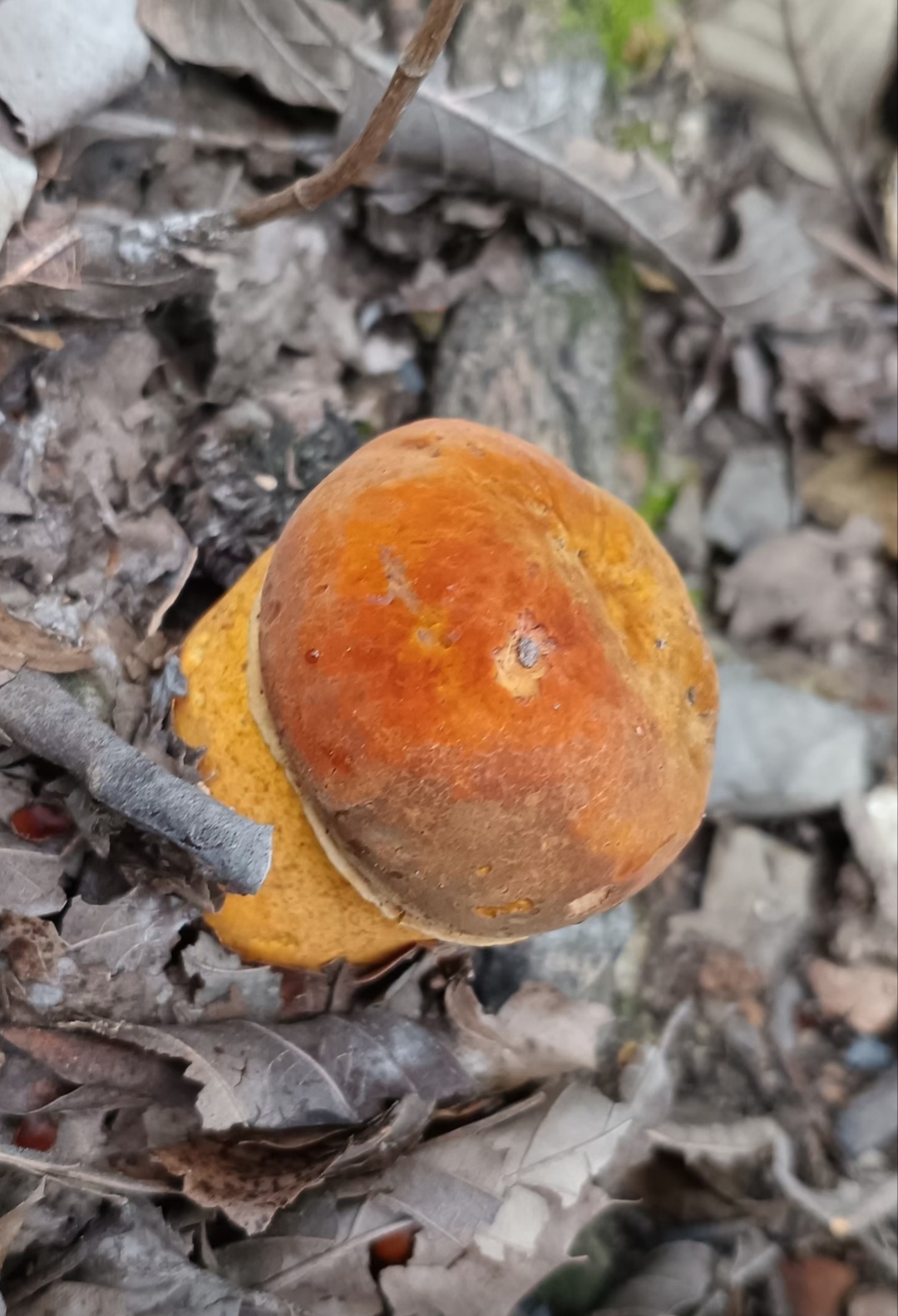 像小伞,像花朵,好可爱,请问大家这么漂亮的野生蘑菇能吃吗?