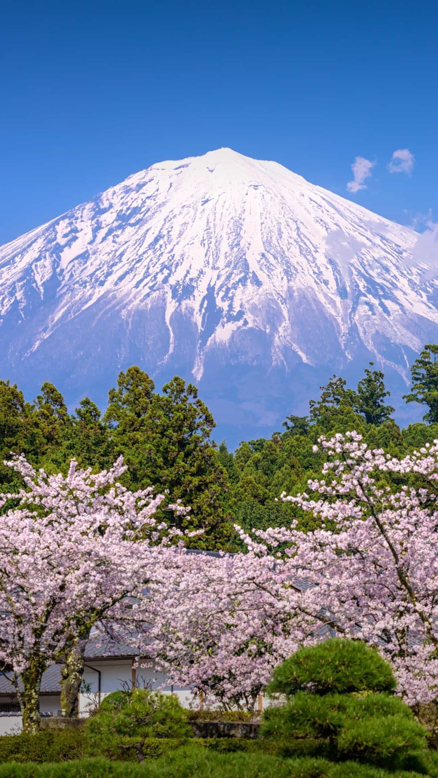 富士山下樱花盛开图片