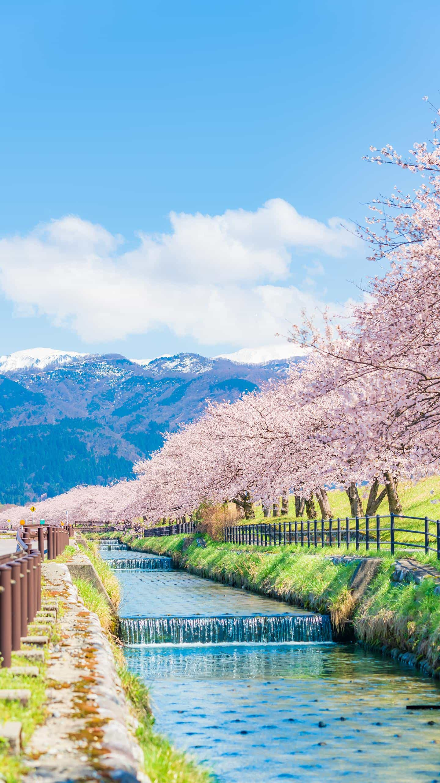 富士山下樱花盛开图片