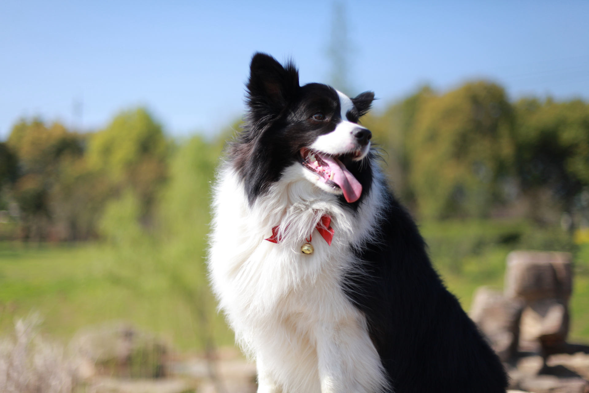 边境牧羊犬～可可