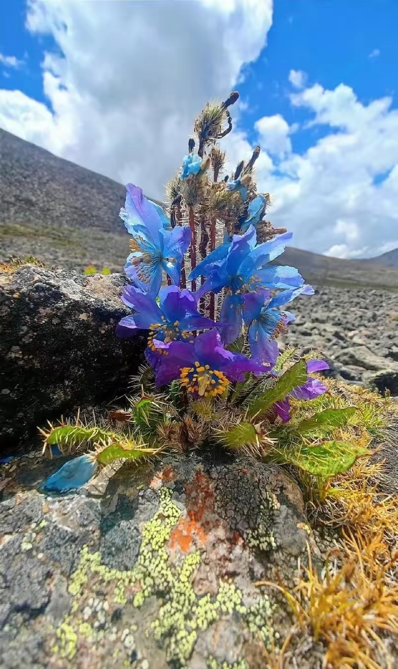 西藏高原上罕见的美丽的"蓝莲花"——多刺绿绒蒿.