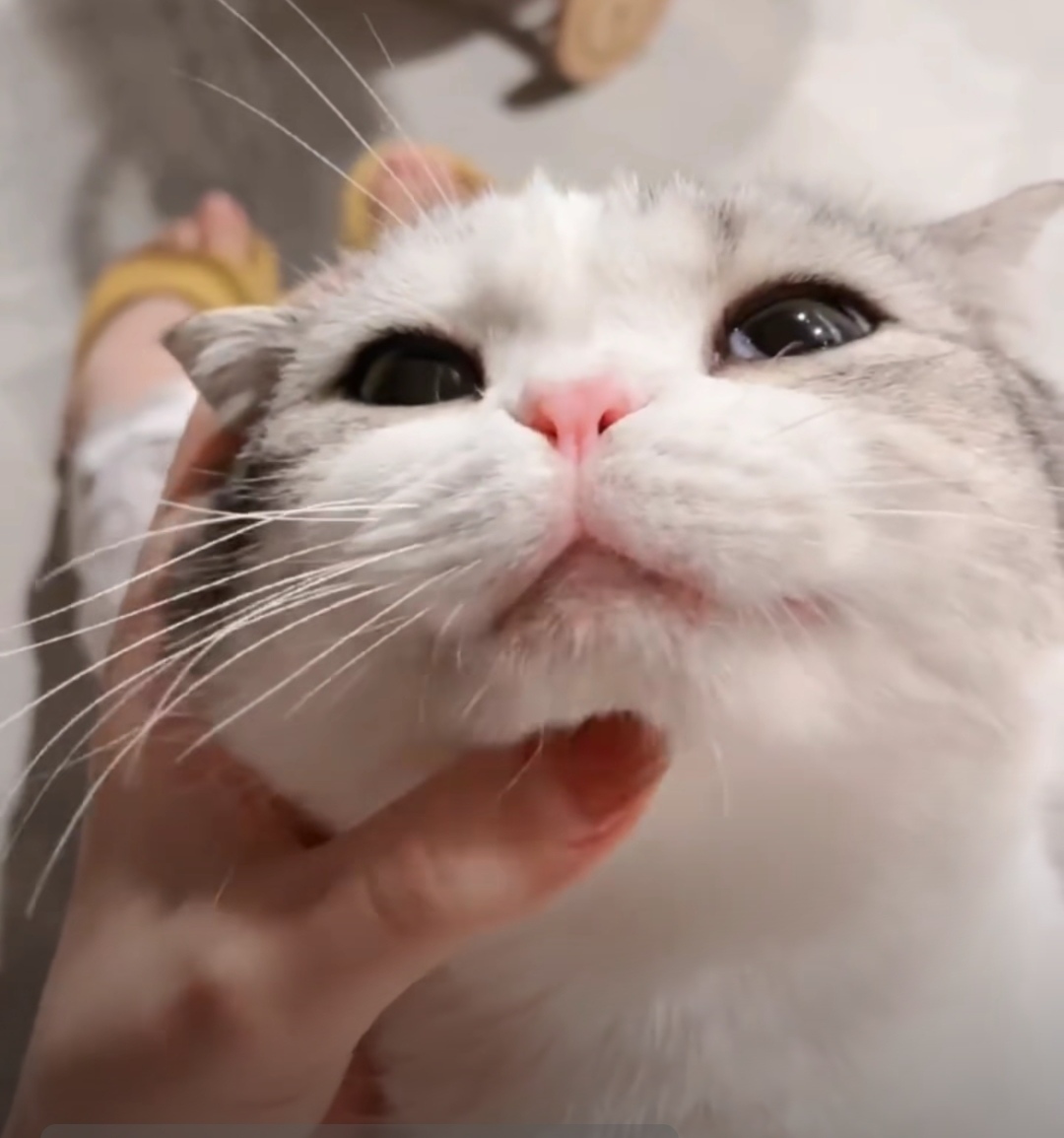 如何让小猫咪咪咪笑呢?