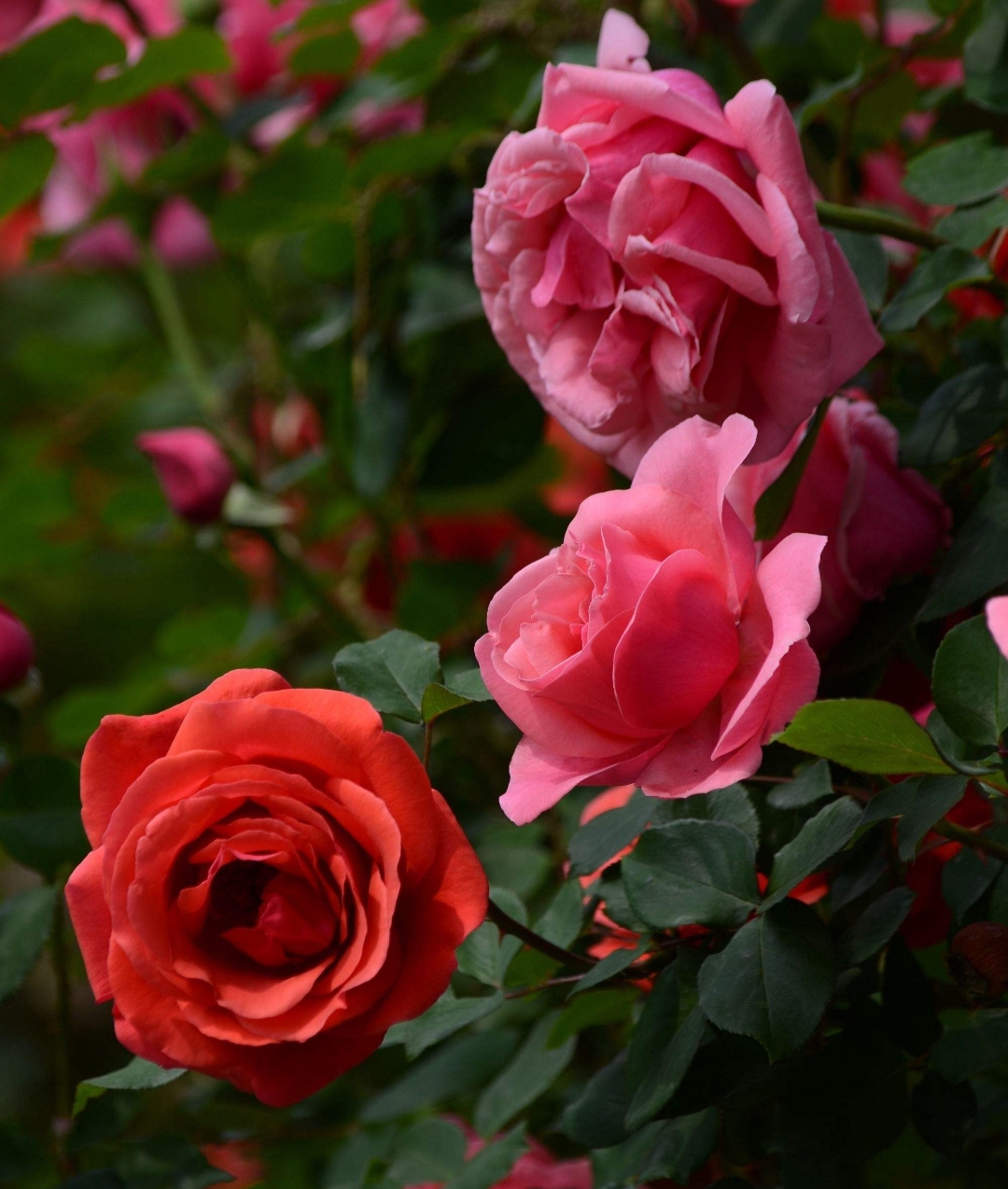 月季花  月季花,被称为花中皇后,又被称为月月红,是蔷薇科属的常绿