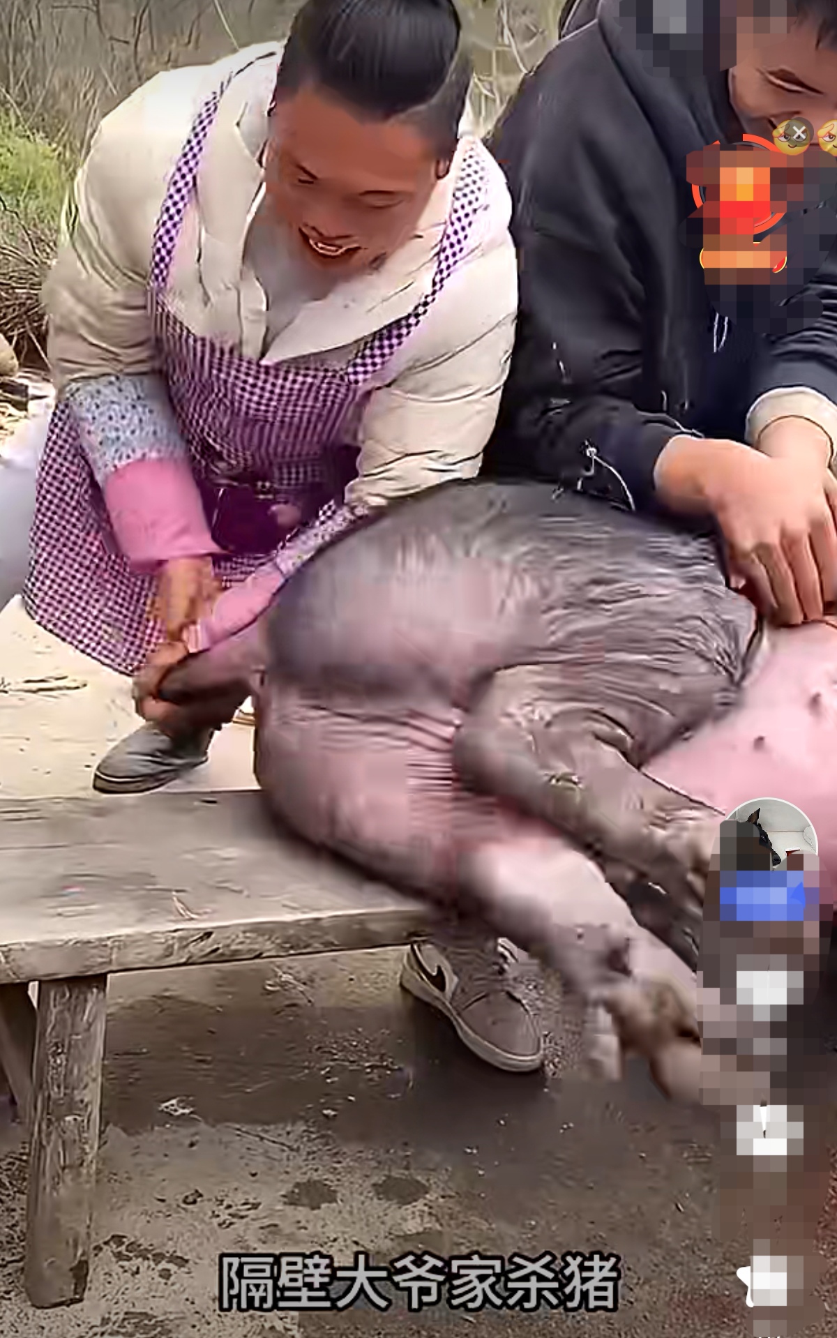 瞧你这德行,叫你来按猪,猪刚到凳子上还没有杀,你就不声不响地吃起猪