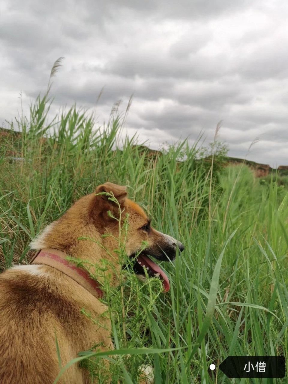 太行山大笨狗(太行犬)