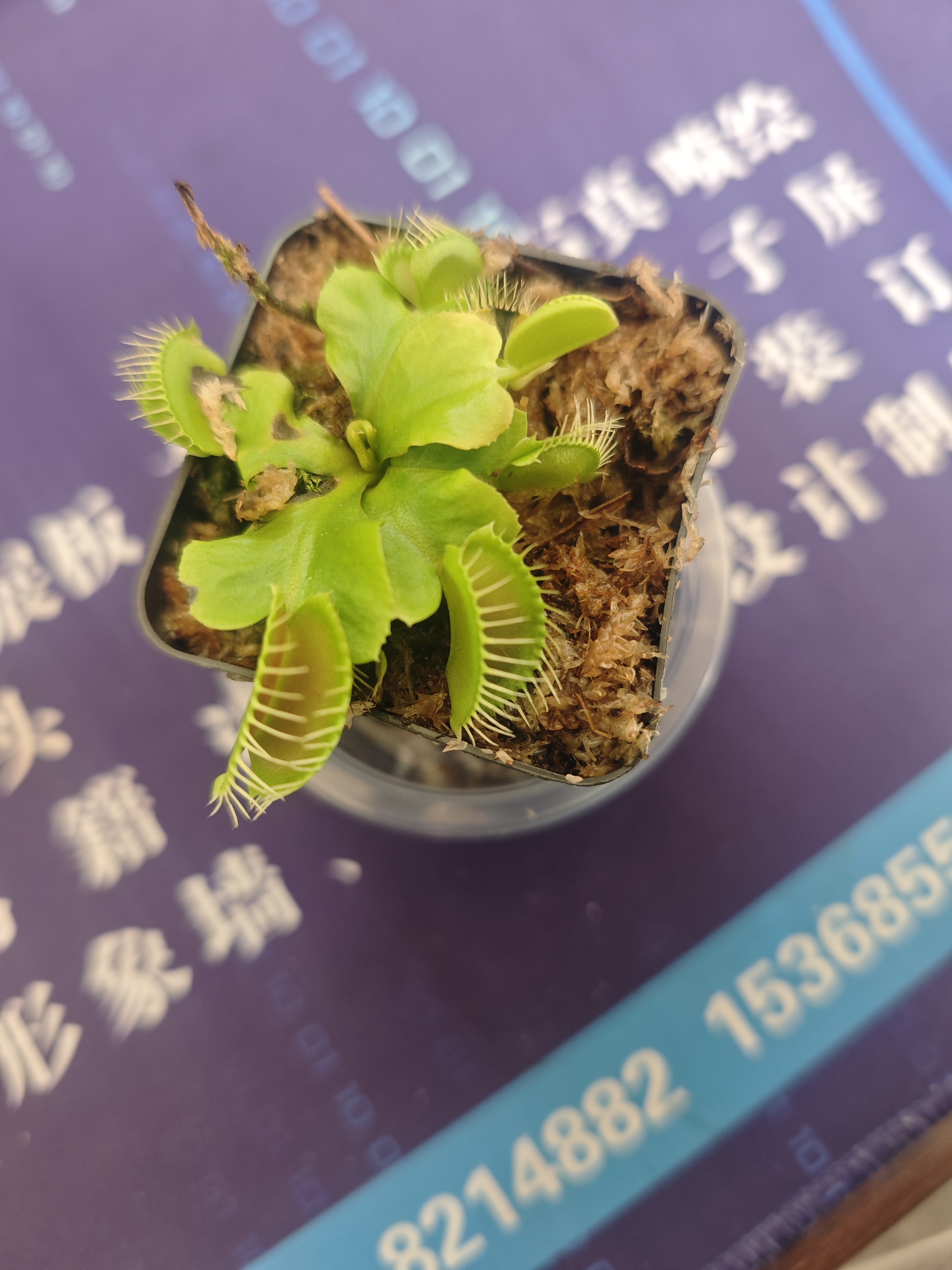 06哇哦,这是一张神奇的捕蝇草图片,瞬间引起了我的好奇心93!